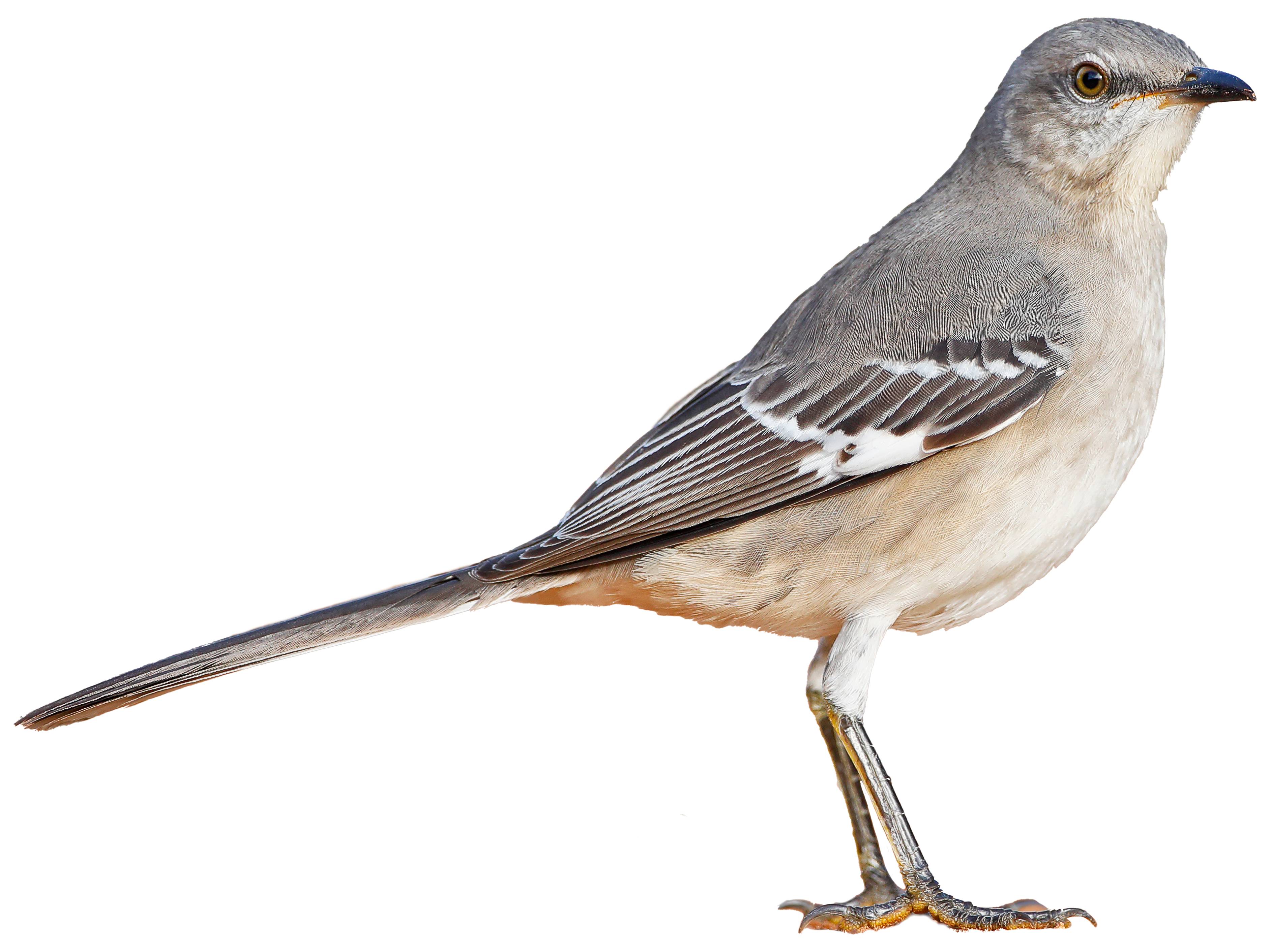 A photo of a Northern Mockingbird (Mimus polyglottos)