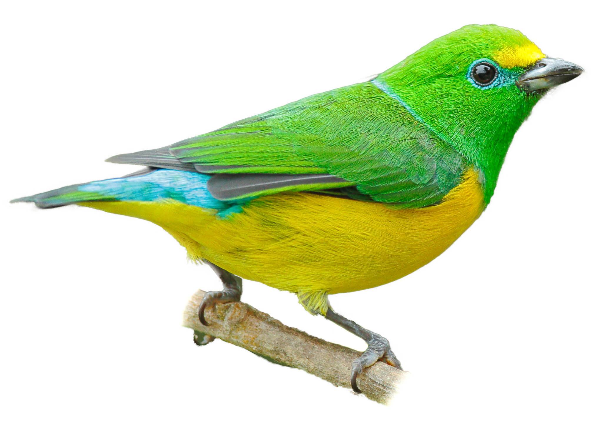 A photo of a Blue-naped Chlorophonia (Chlorophonia cyanea), male