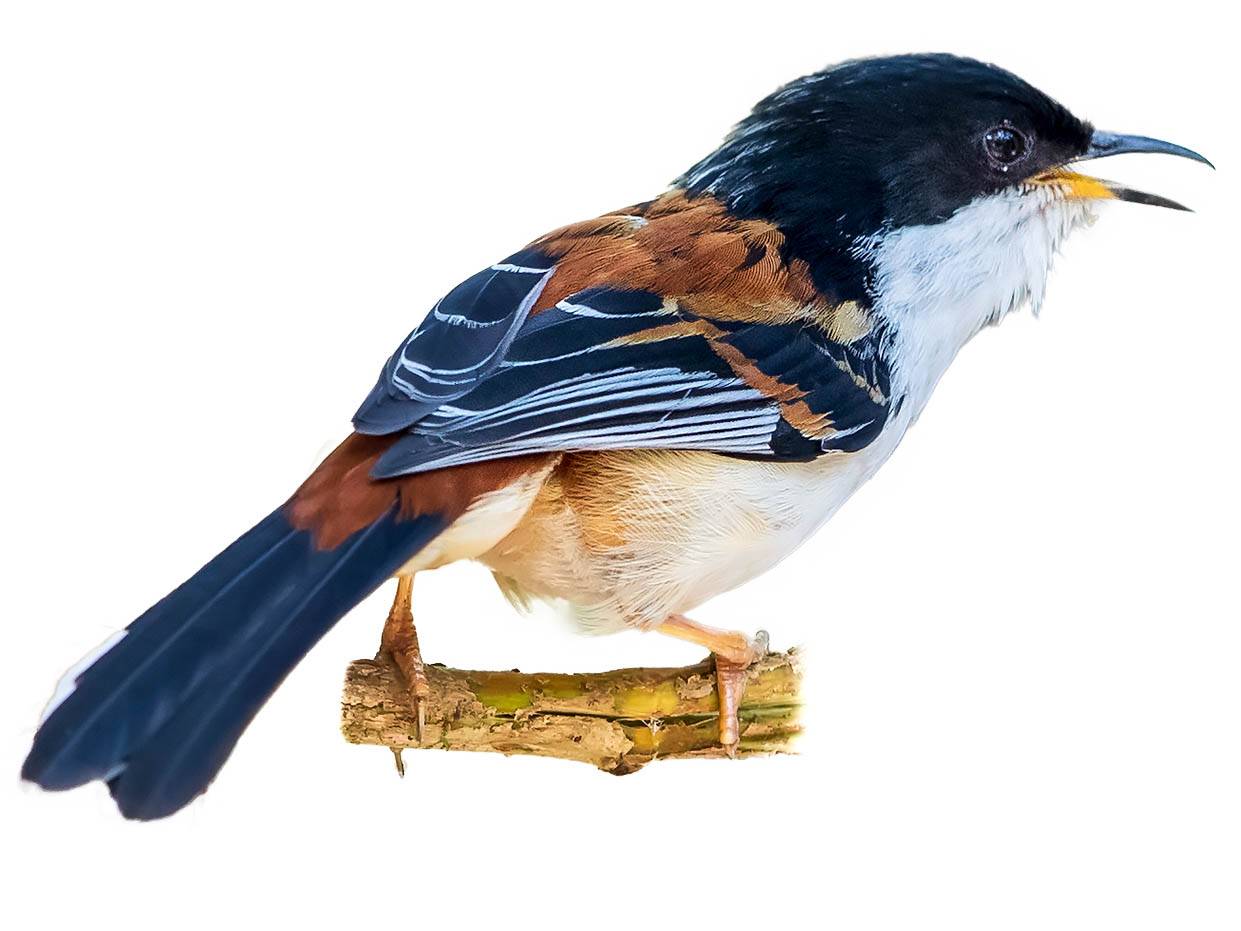 A photo of a Rufous-backed Sibia (Leioptila annectens)