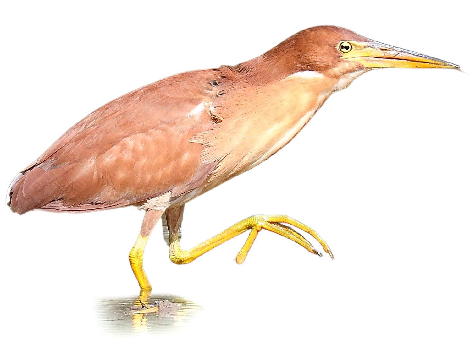 A photo of a Cinnamon Bittern (Ixobrychus cinnamomeus), male