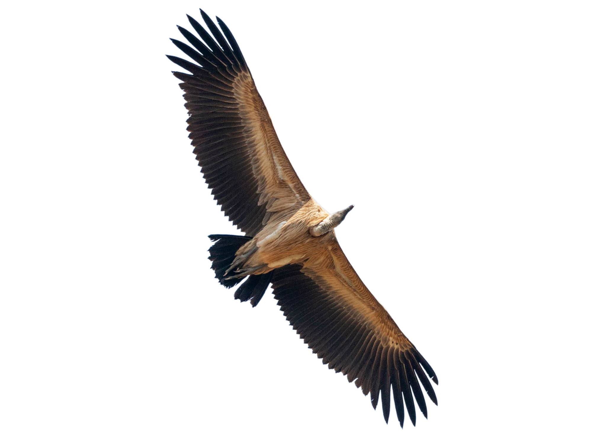 A photo of a Indian Vulture (Gyps indicus)