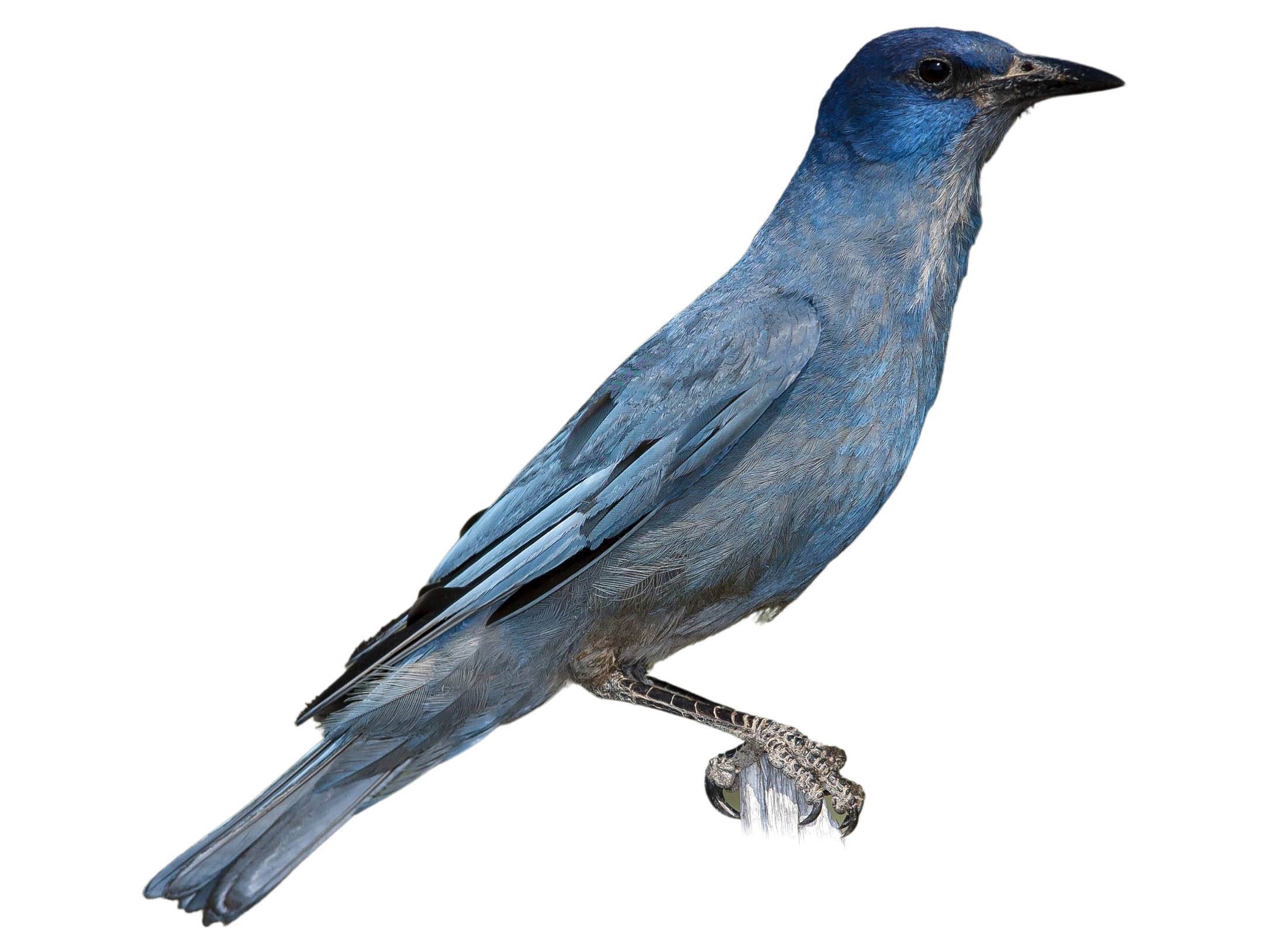 A photo of a Pinyon Jay (Gymnorhinus cyanocephalus)