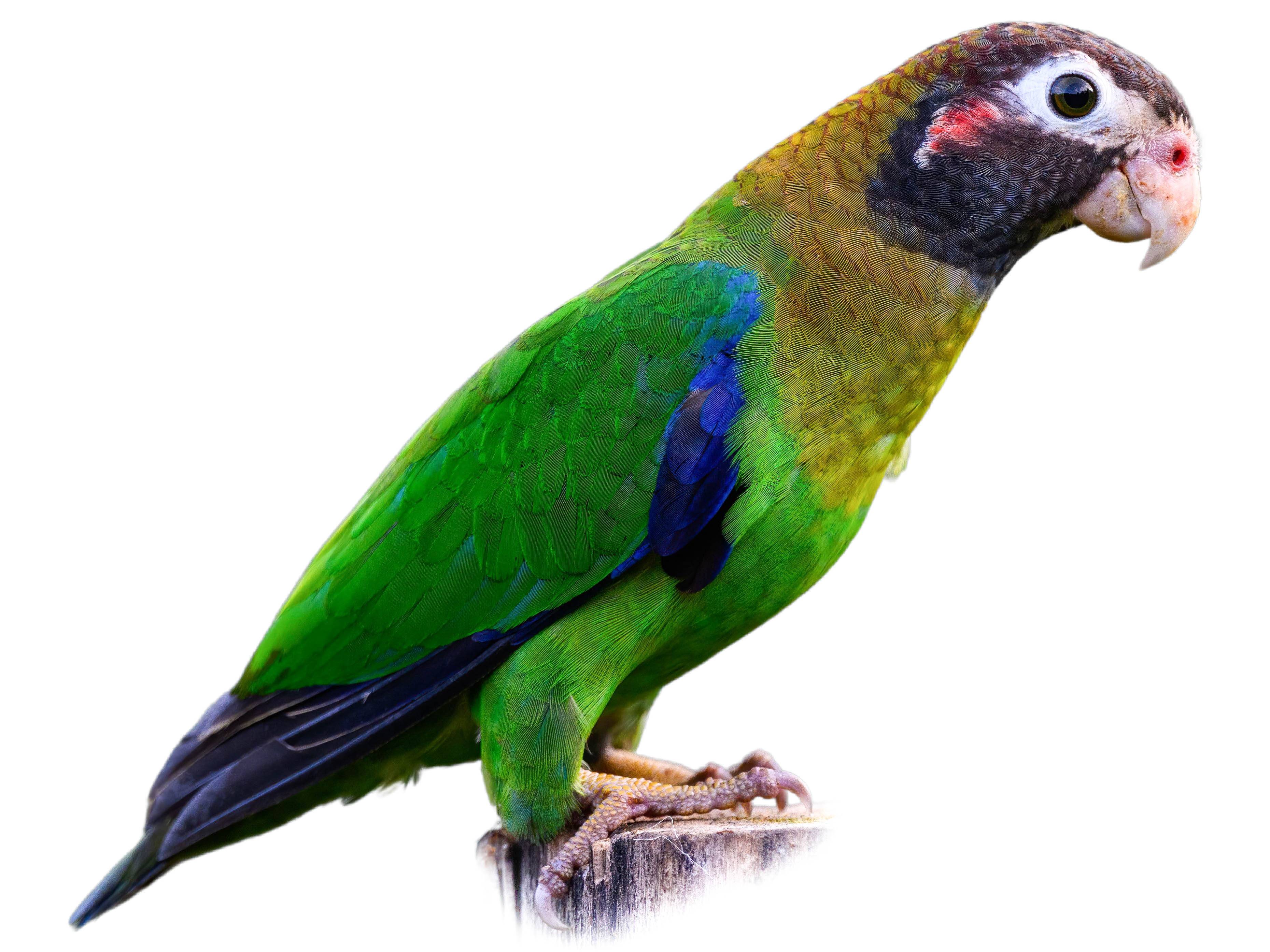 A photo of a Brown-hooded Parrot (Pyrilia haematotis)