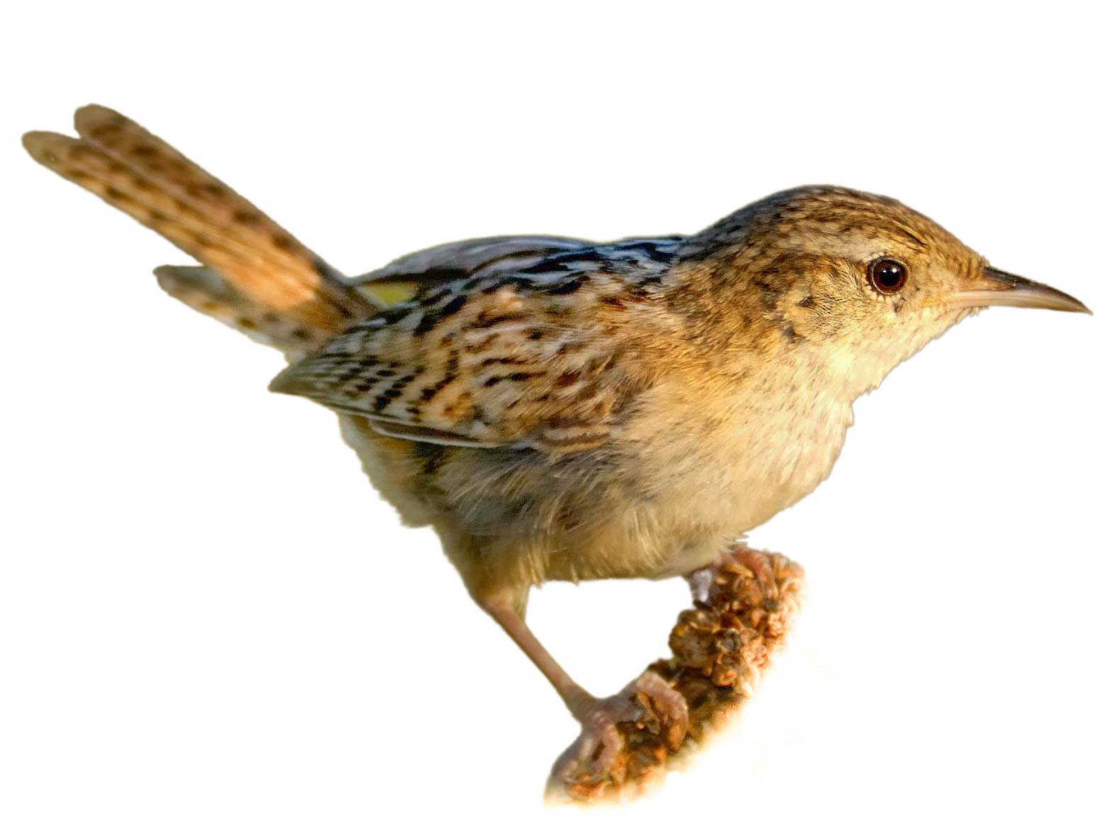 A photo of a Sedge Wren (Cistothorus stellaris)