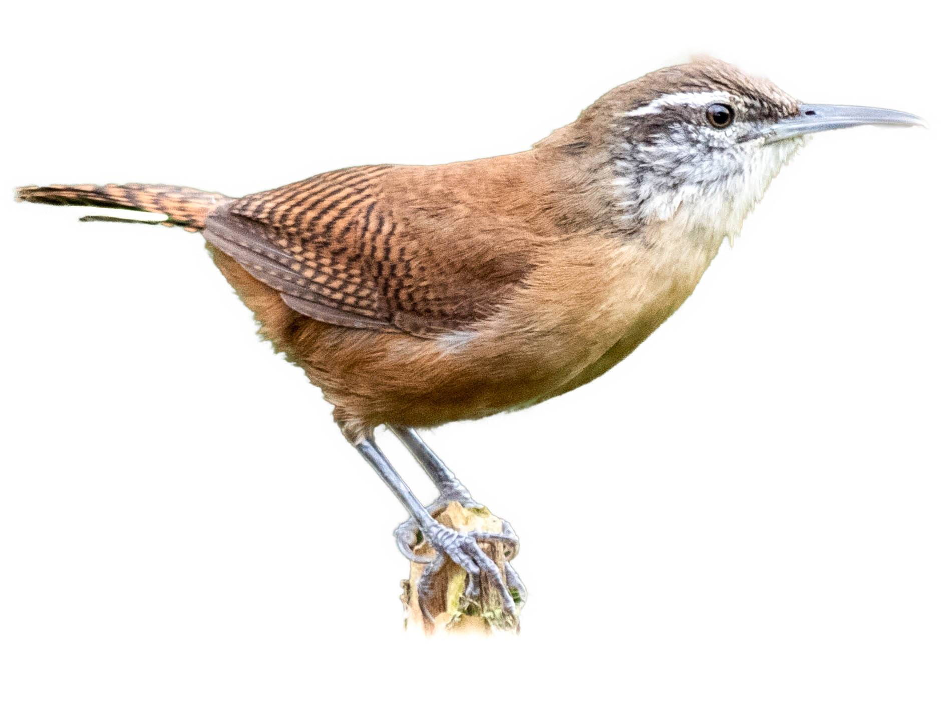 A photo of a Long-billed Wren (Cantorchilus longirostris)