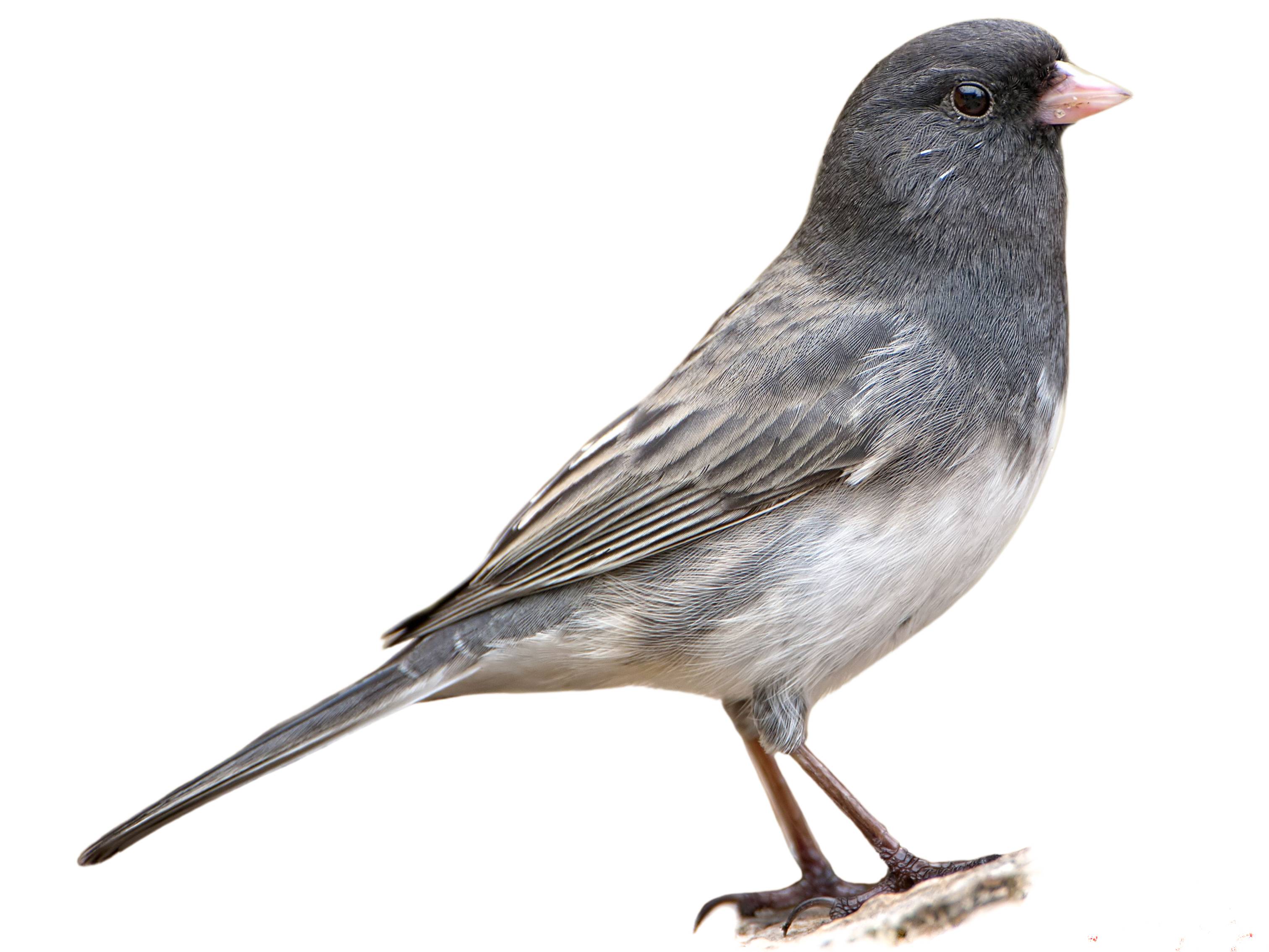 A photo of a Dark-eyed Junco (Junco hyemalis), male