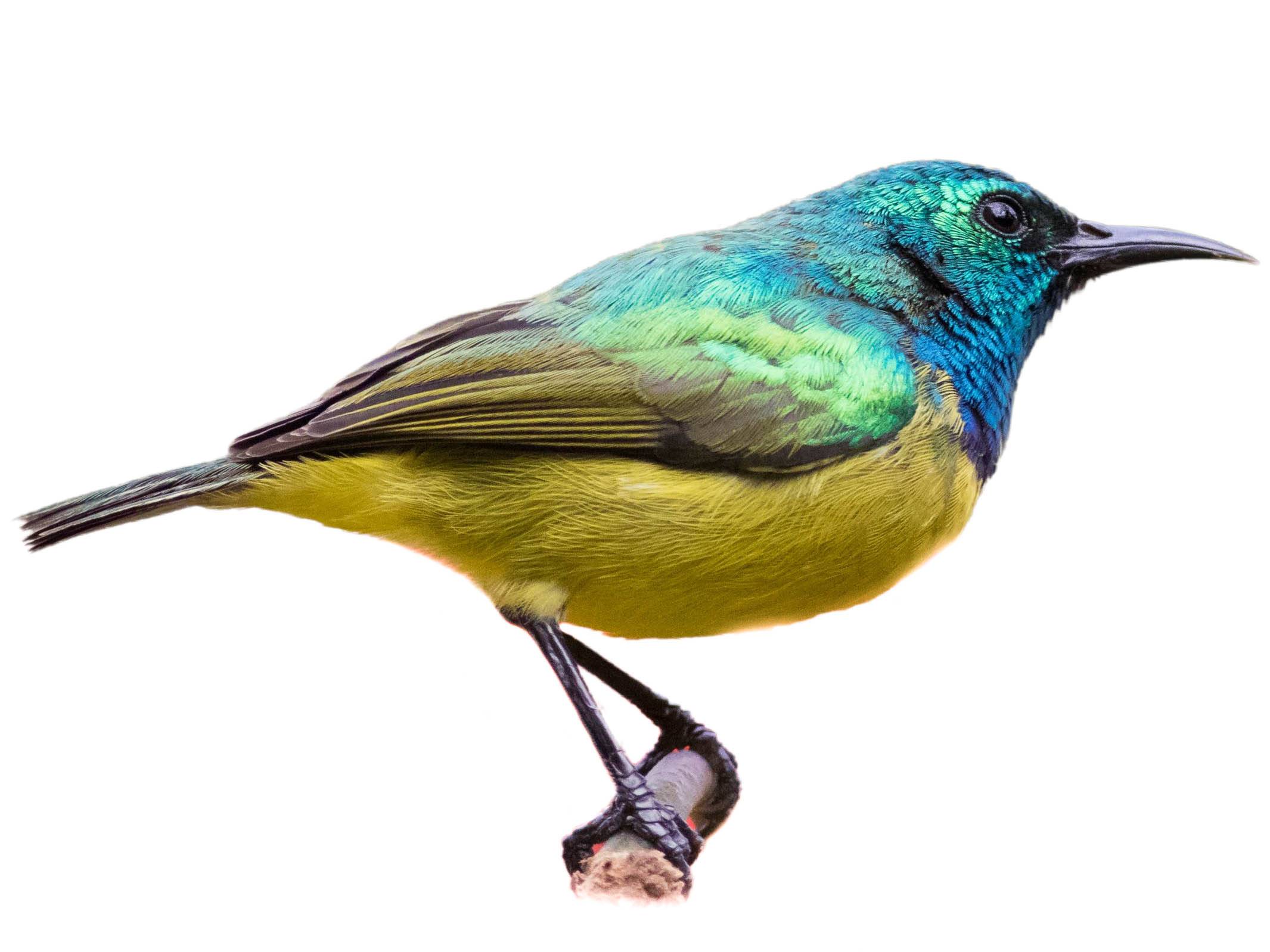 A photo of a Collared Sunbird (Hedydipna collaris), male