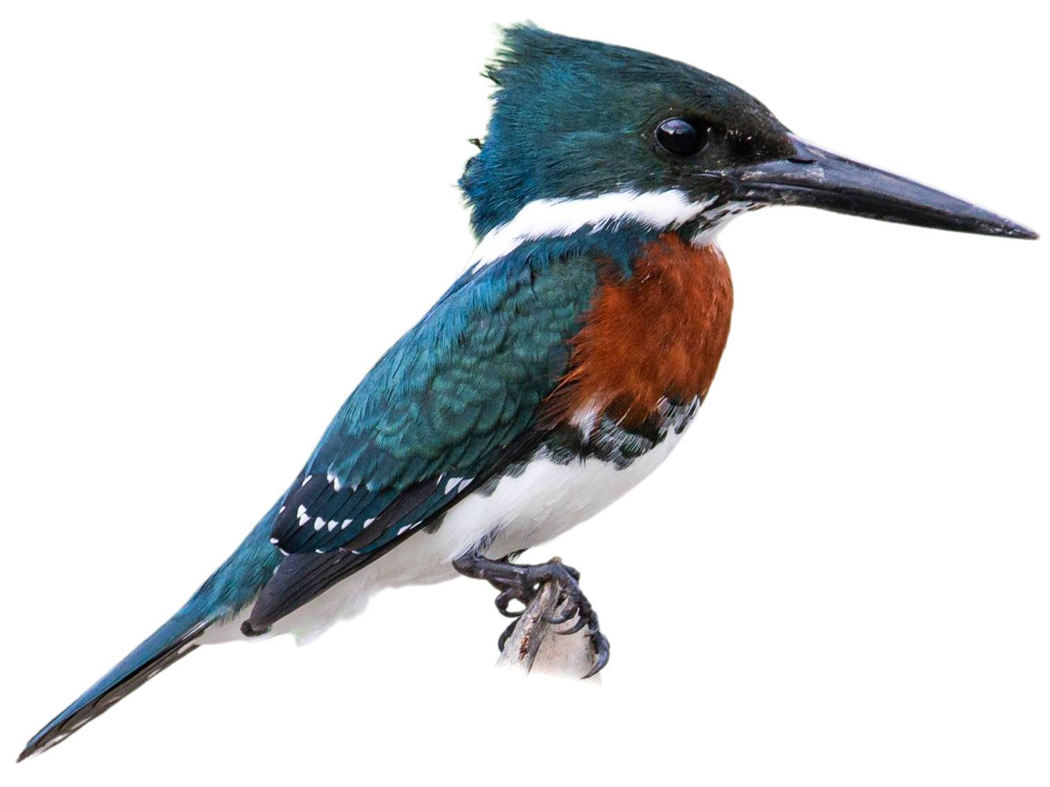 A photo of a Ringed Kingfisher (Megaceryle torquata), male