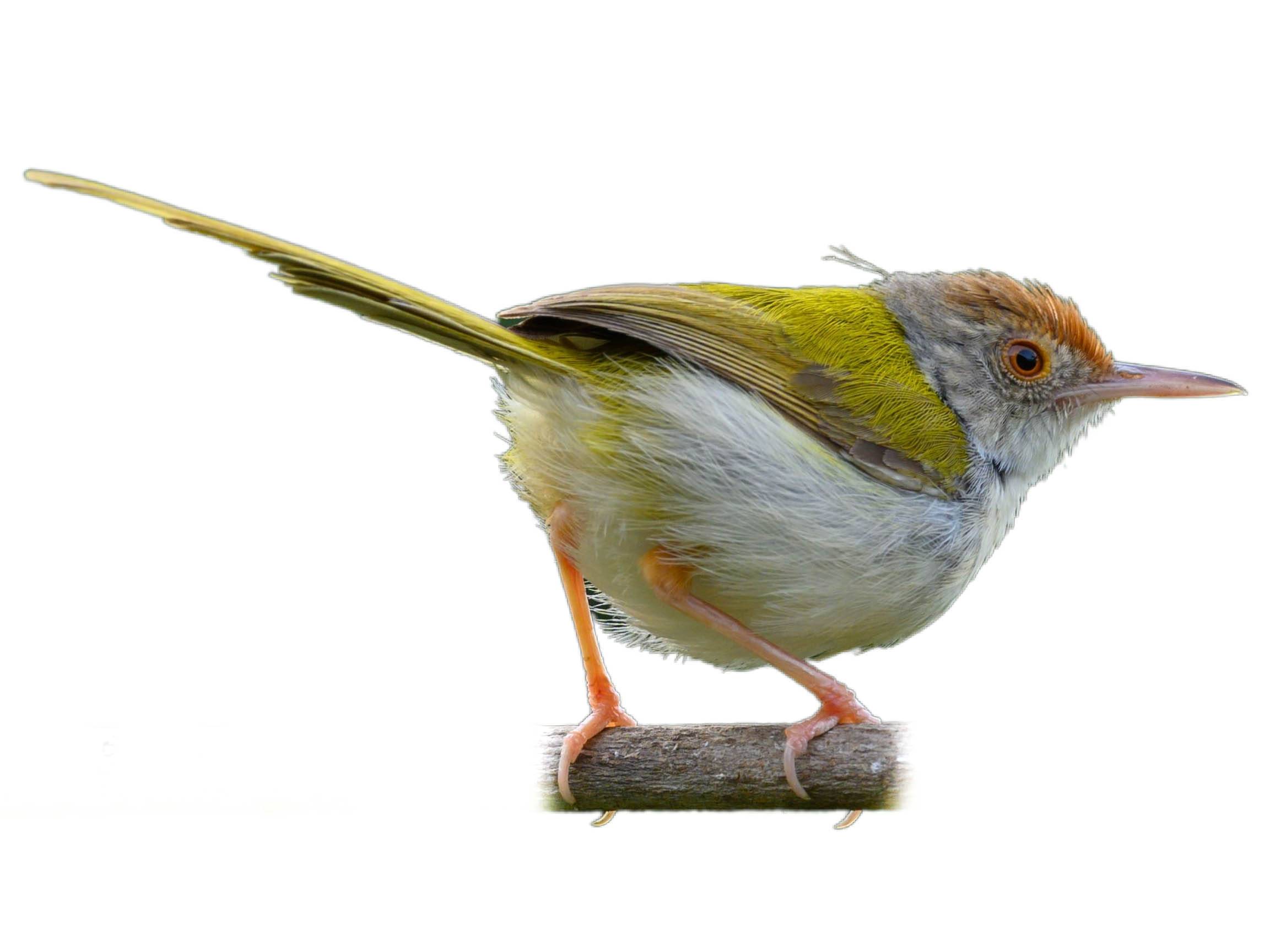 A photo of a Common Tailorbird (Orthotomus sutorius)