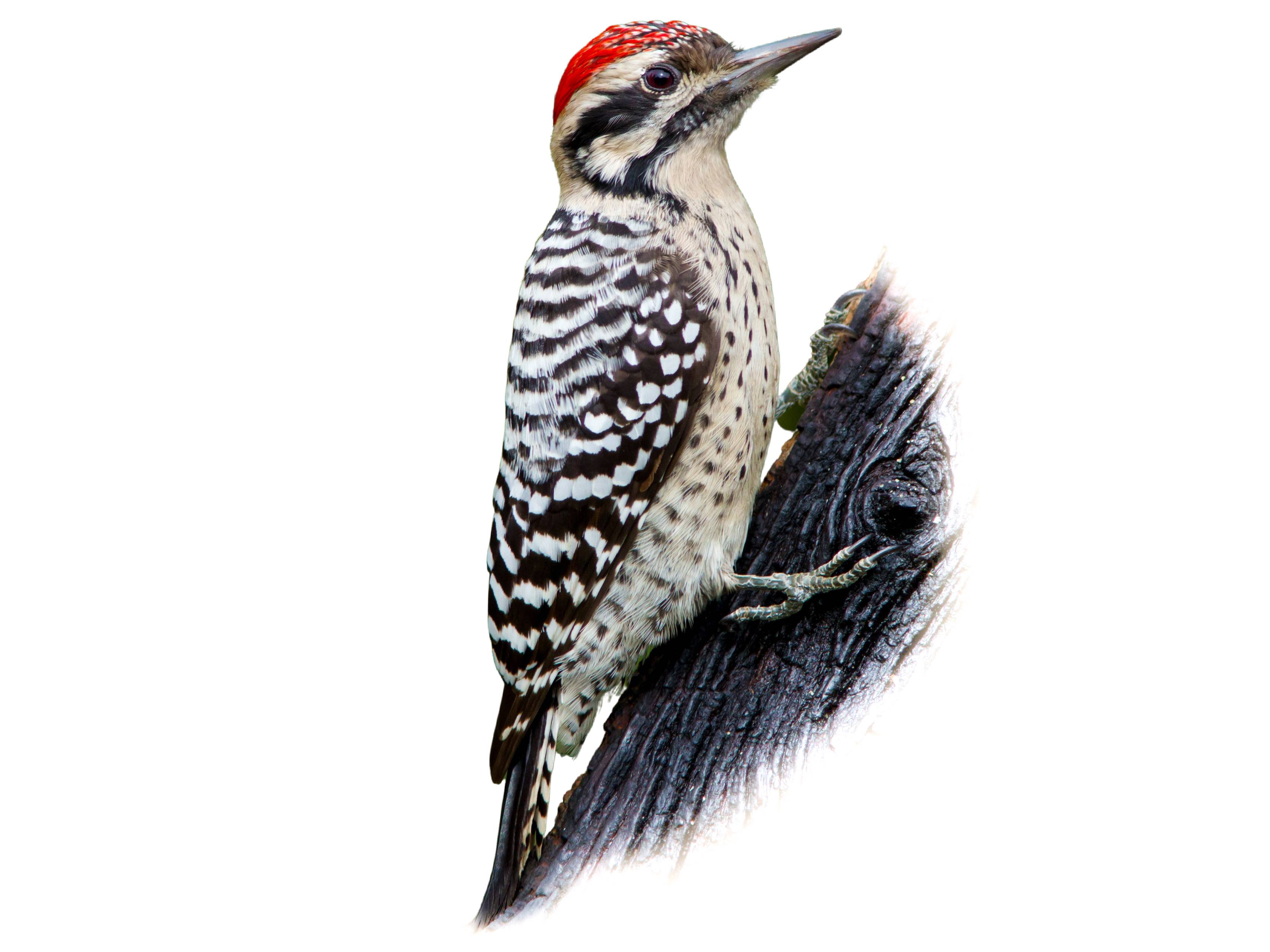 A photo of a Ladder-backed Woodpecker (Dryobates scalaris), male