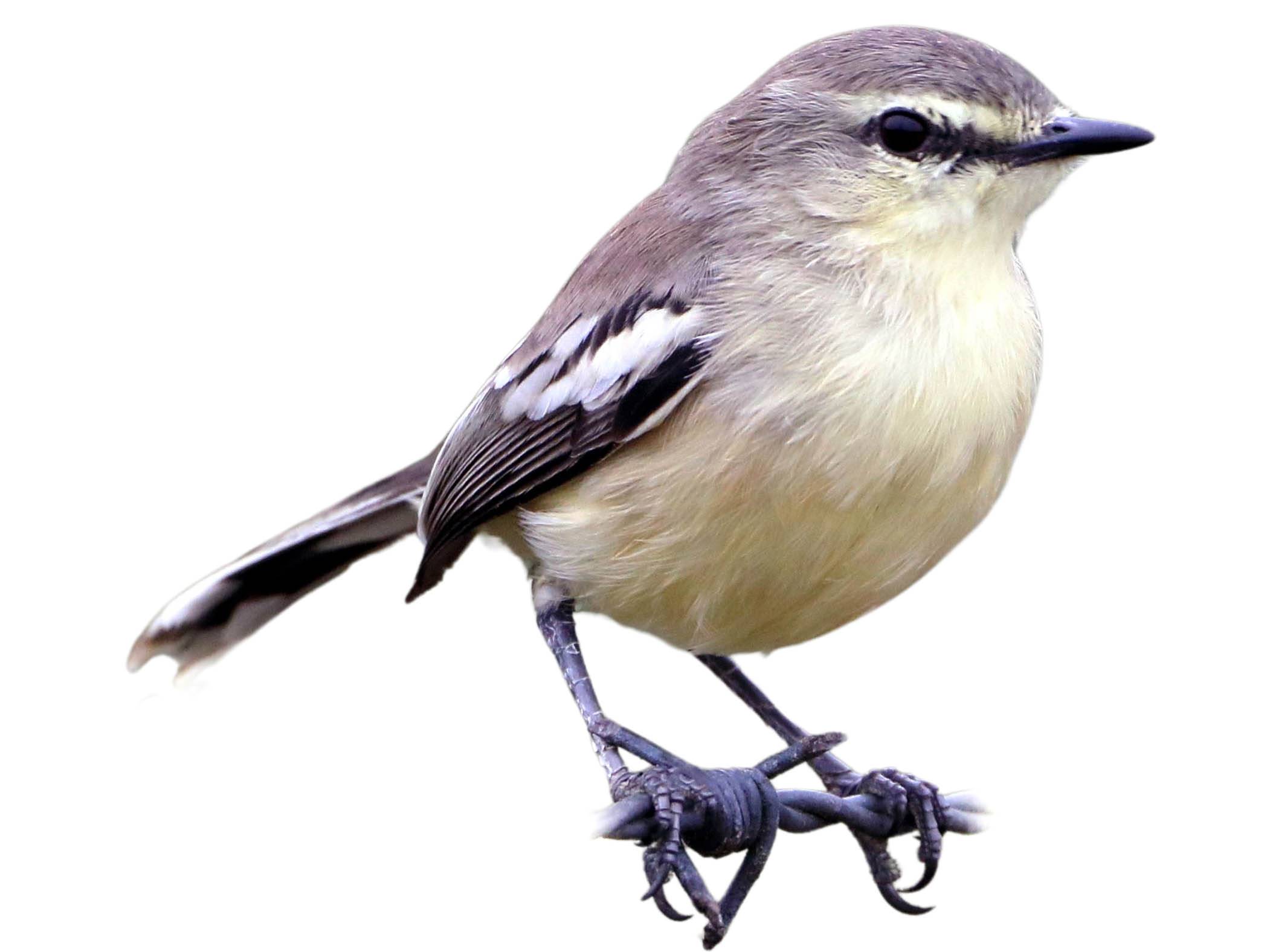 A photo of a Lesser Wagtail-Tyrant (Stigmatura napensis)