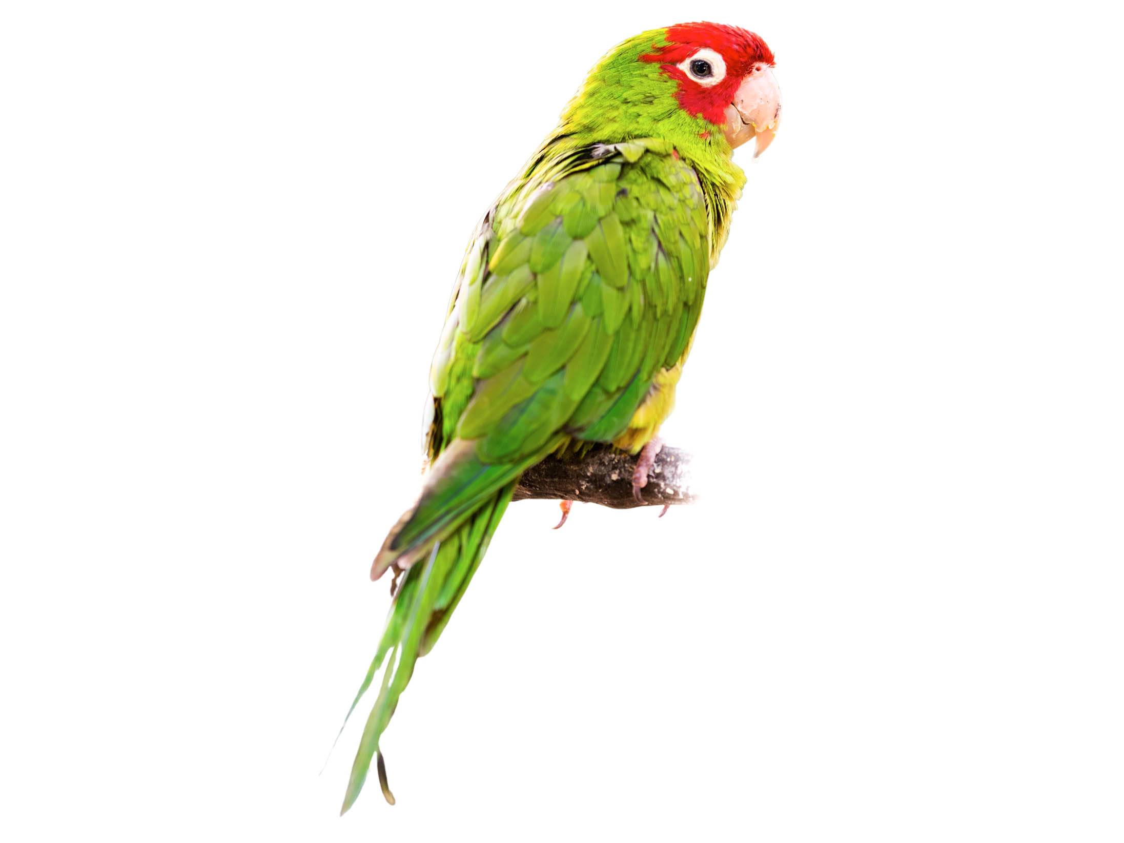 A photo of a Red-masked Parakeet (Psittacara erythrogenys)