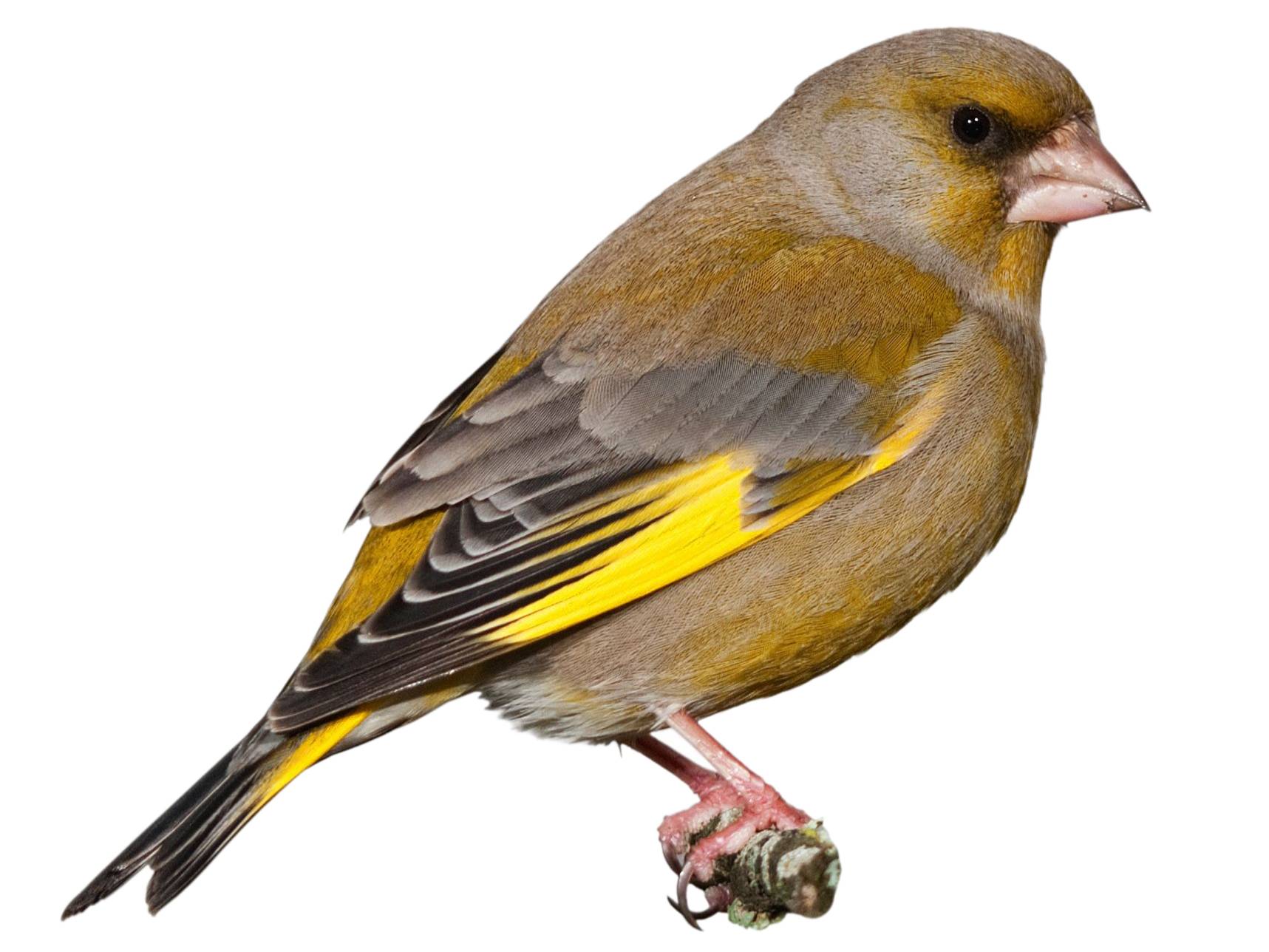 A photo of a European Greenfinch (Chloris chloris), male