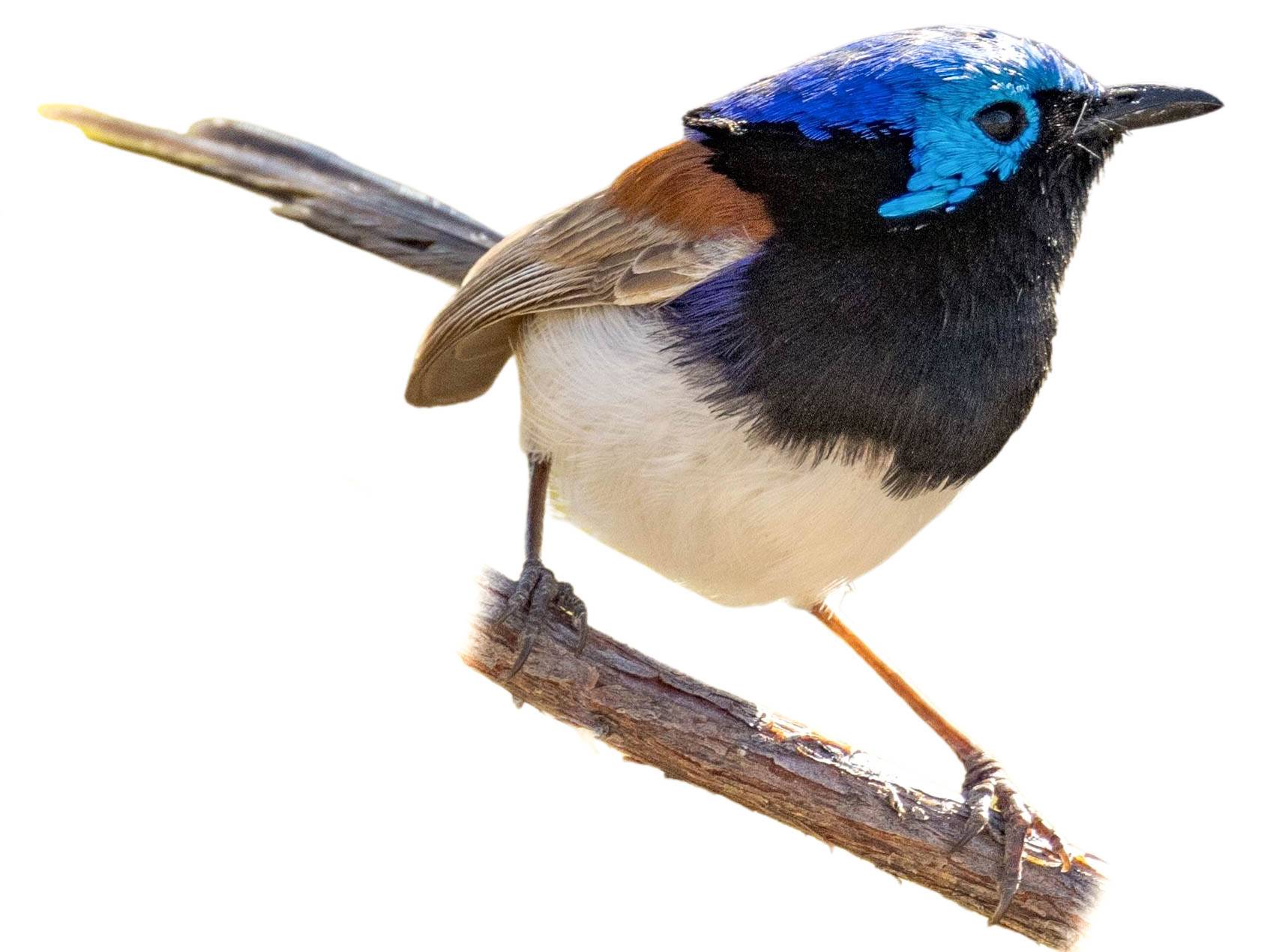 A photo of a Purple-backed Fairywren (Malurus assimilis), male