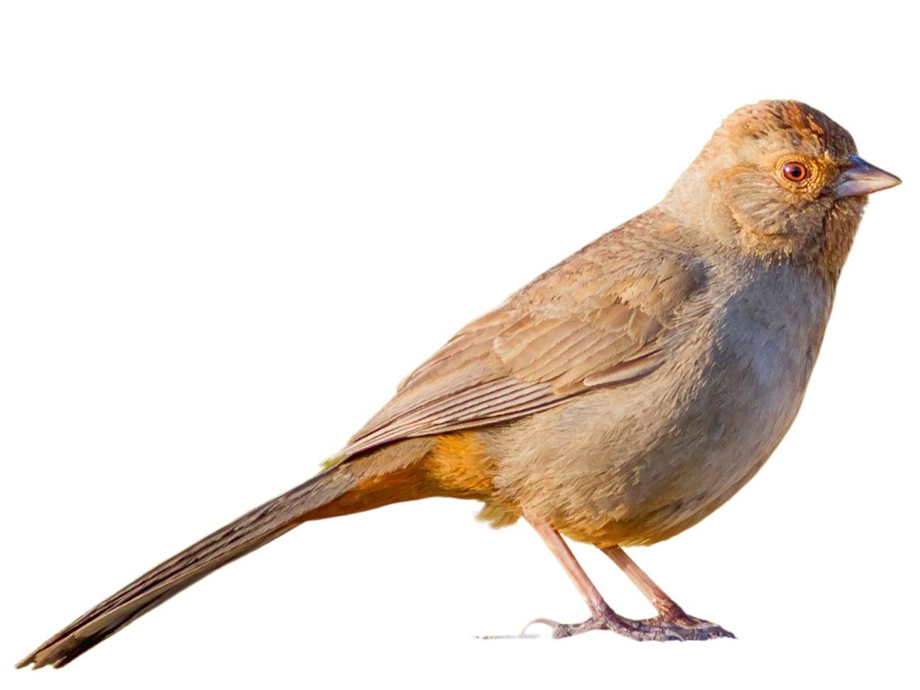 A photo of a California Towhee (Melozone crissalis)