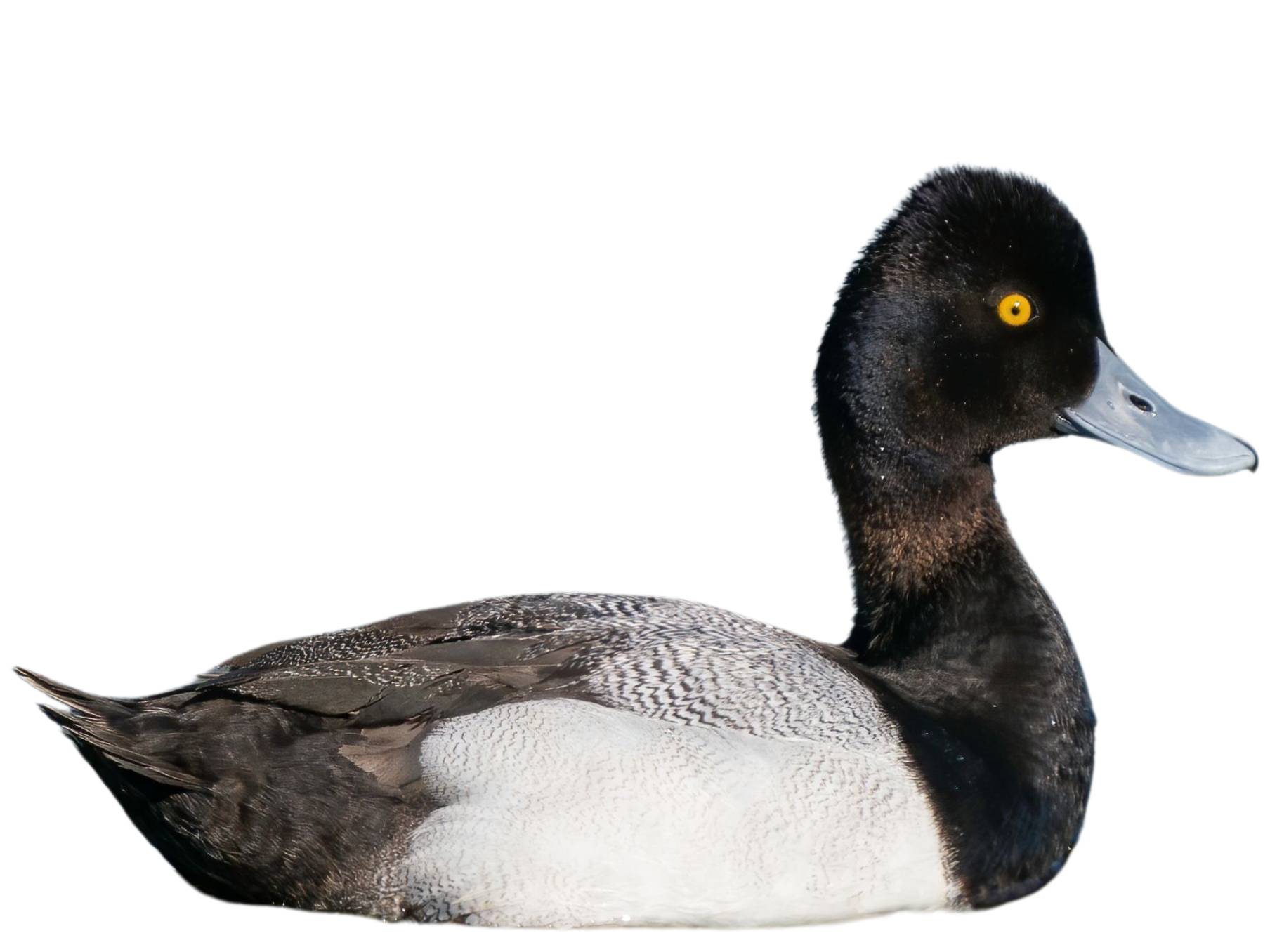 A photo of a Lesser Scaup (Aythya affinis), male