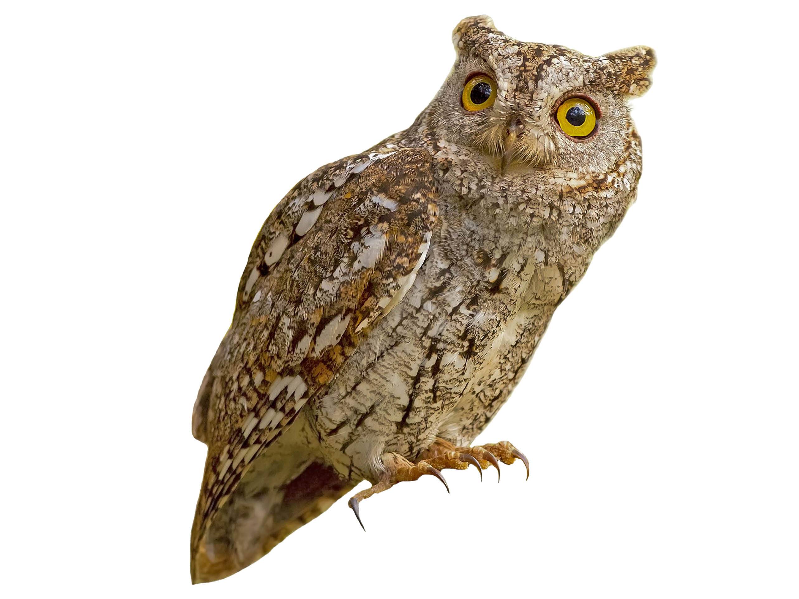 A photo of a Oriental Scops Owl (Otus sunia)