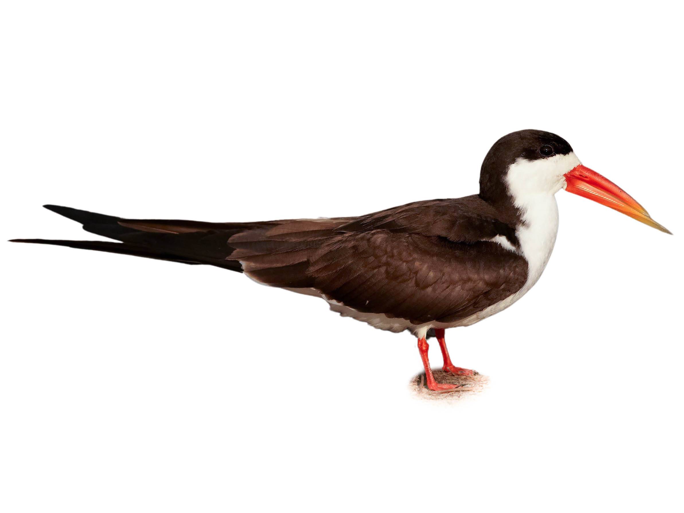 A photo of a African Skimmer (Rynchops flavirostris)