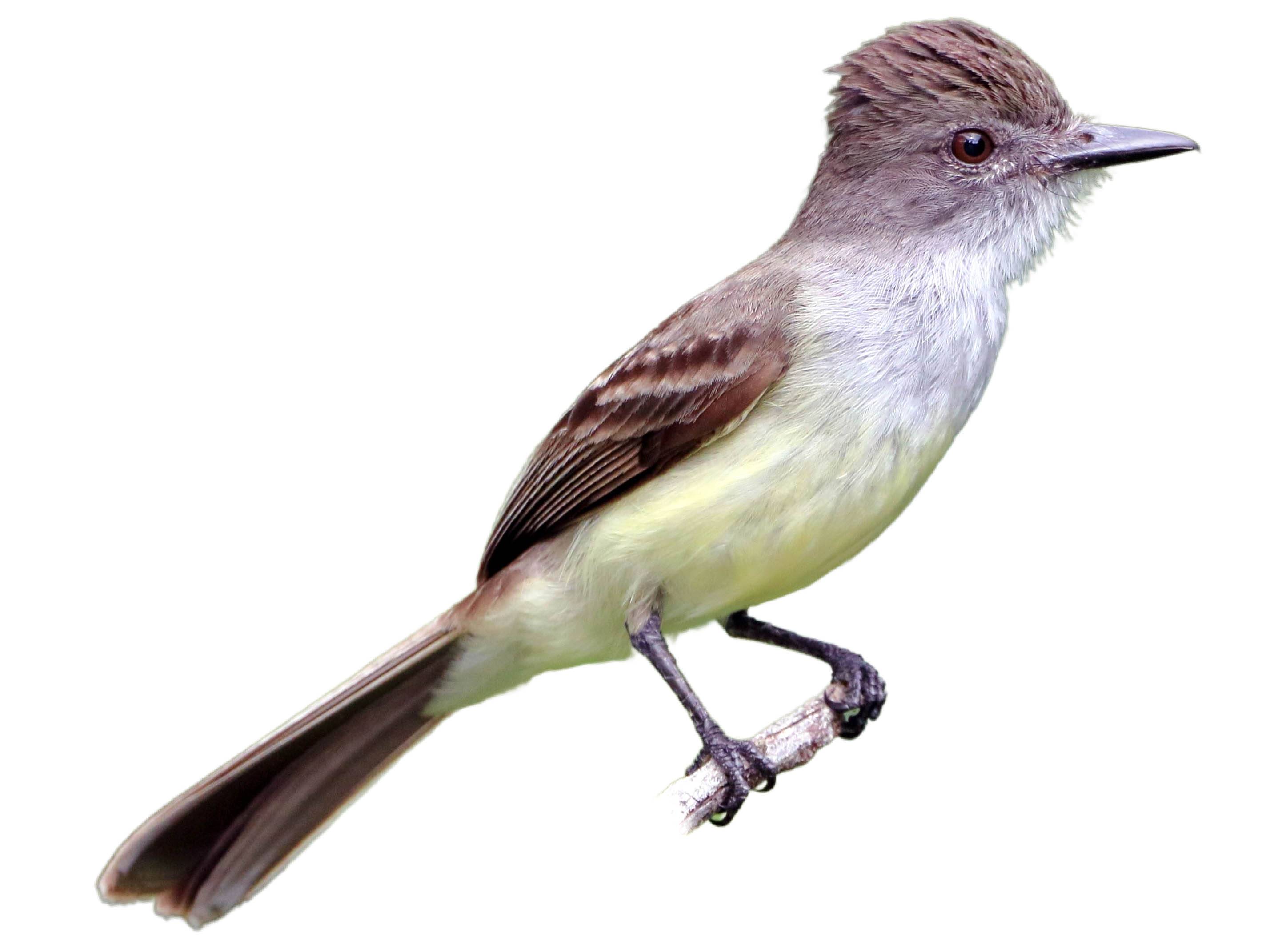 A photo of a Short-crested Flycatcher (Myiarchus ferox)