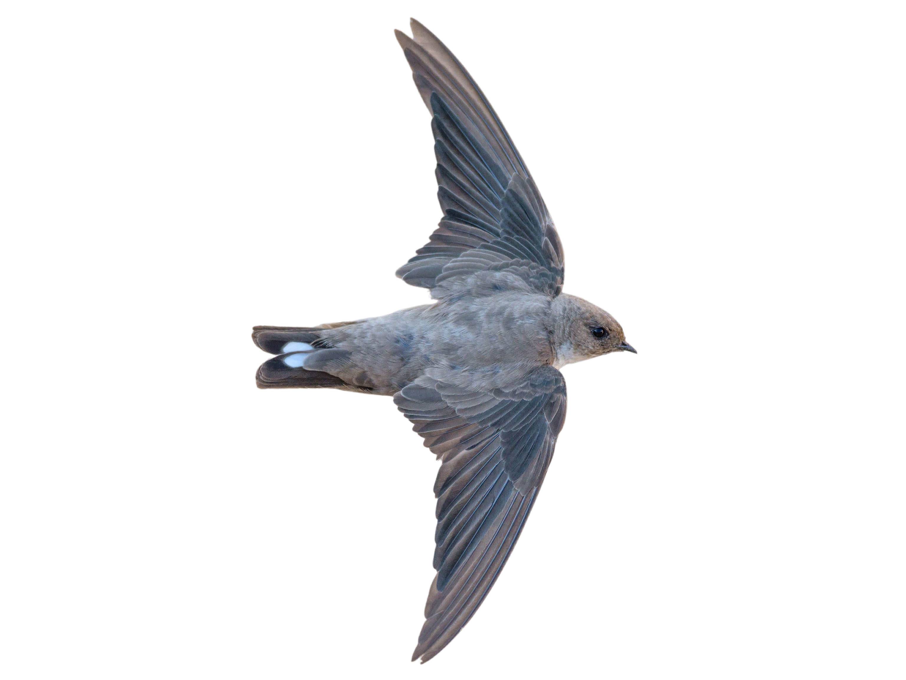 A photo of a Eurasian Crag Martin (Ptyonoprogne rupestris)