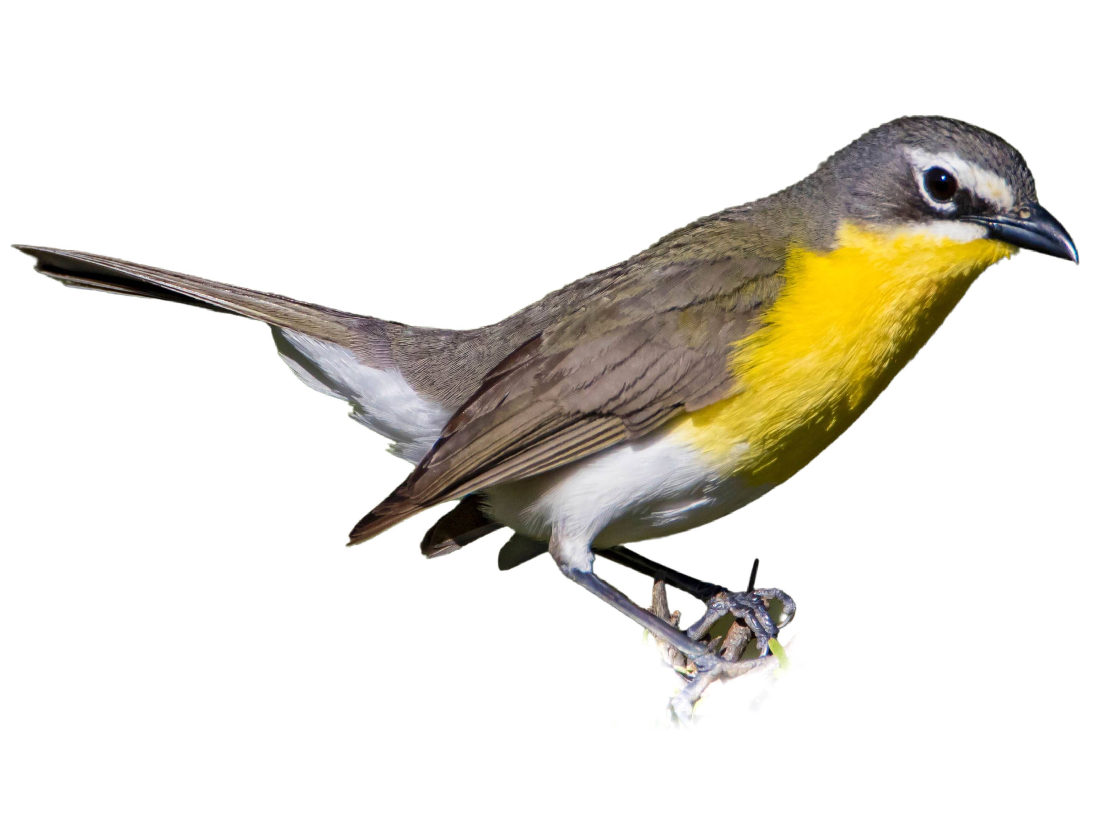 A photo of a Yellow-breasted Chat (Icteria virens)