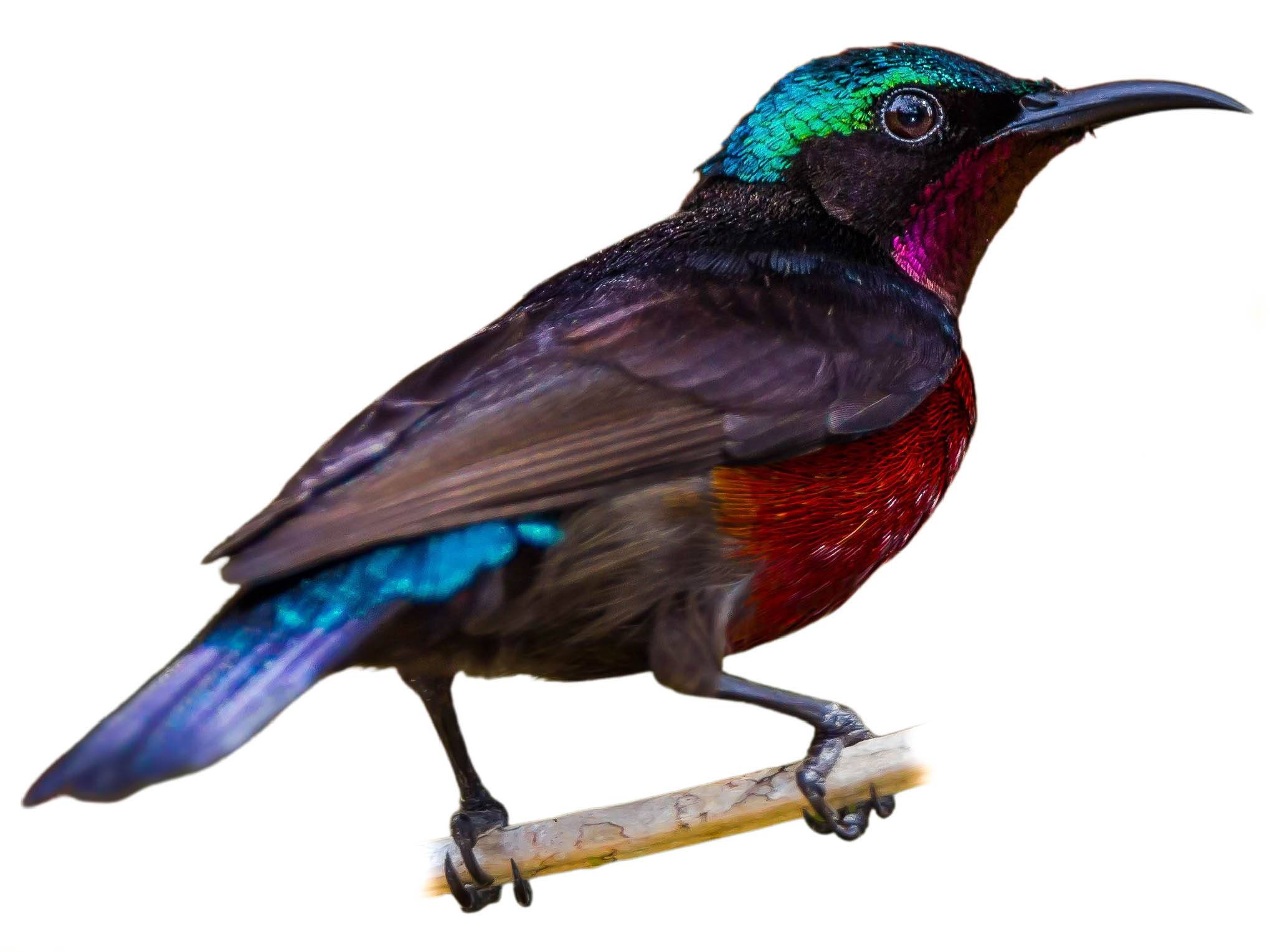 A photo of a Van Hasselt's Sunbird (Leptocoma brasiliana), male