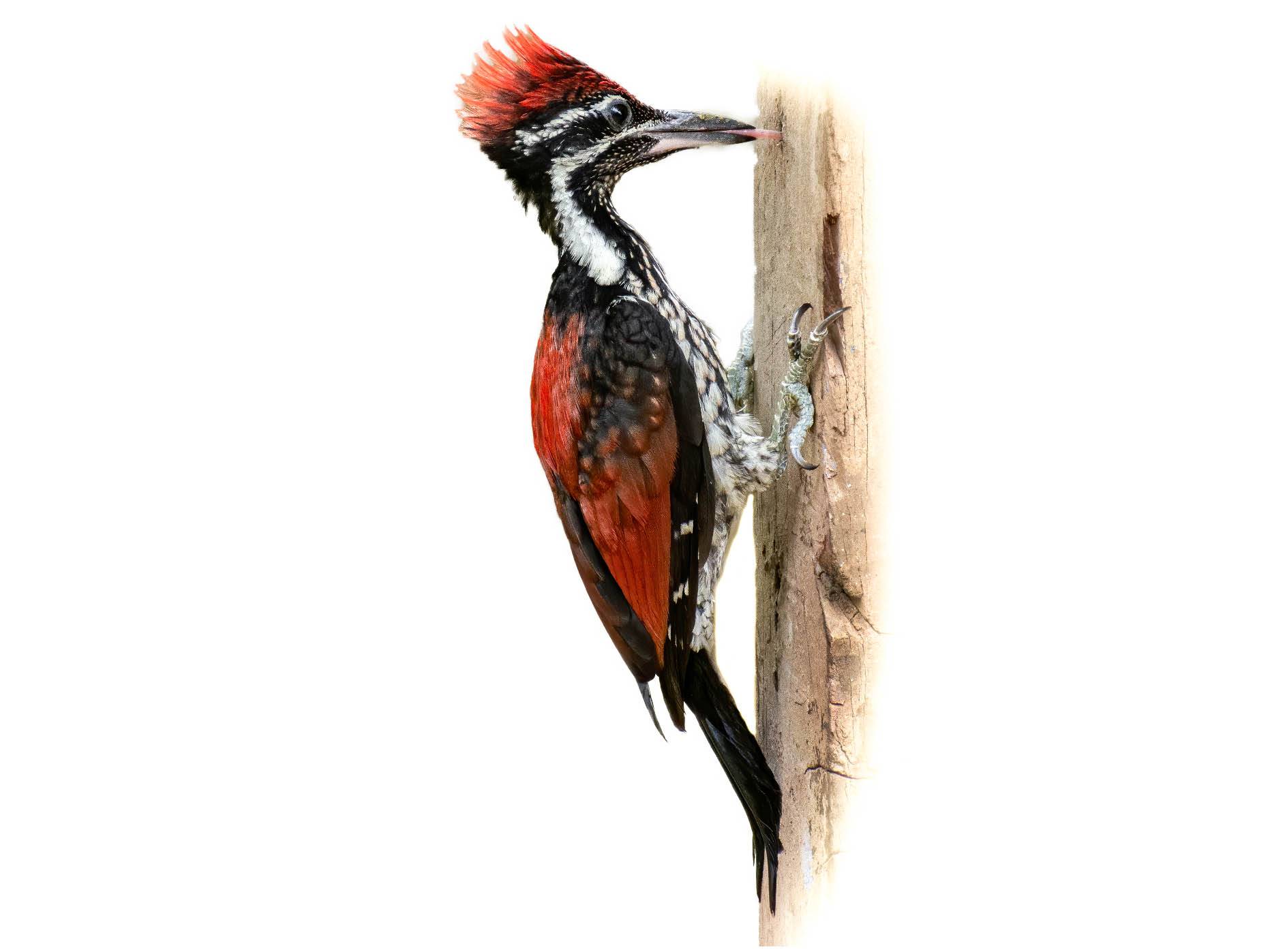 A photo of a Red-backed Flameback (Dinopium psarodes), male