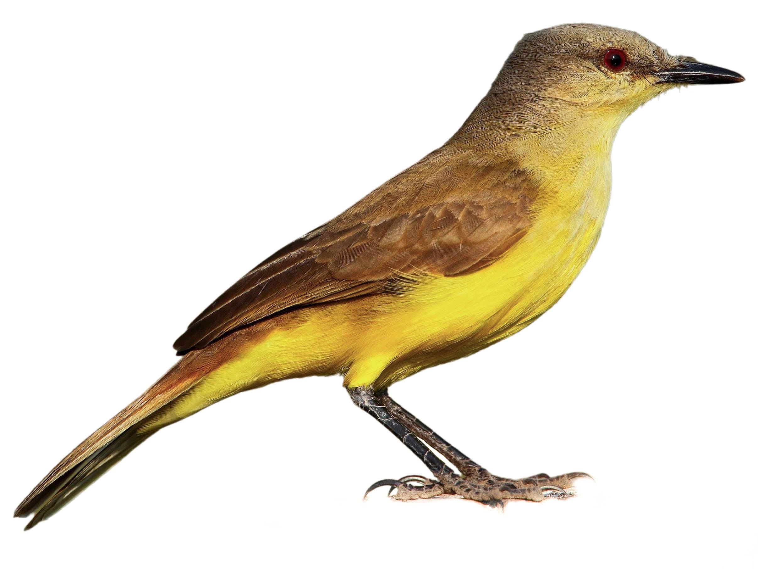 A photo of a Cattle Tyrant (Machetornis rixosa)