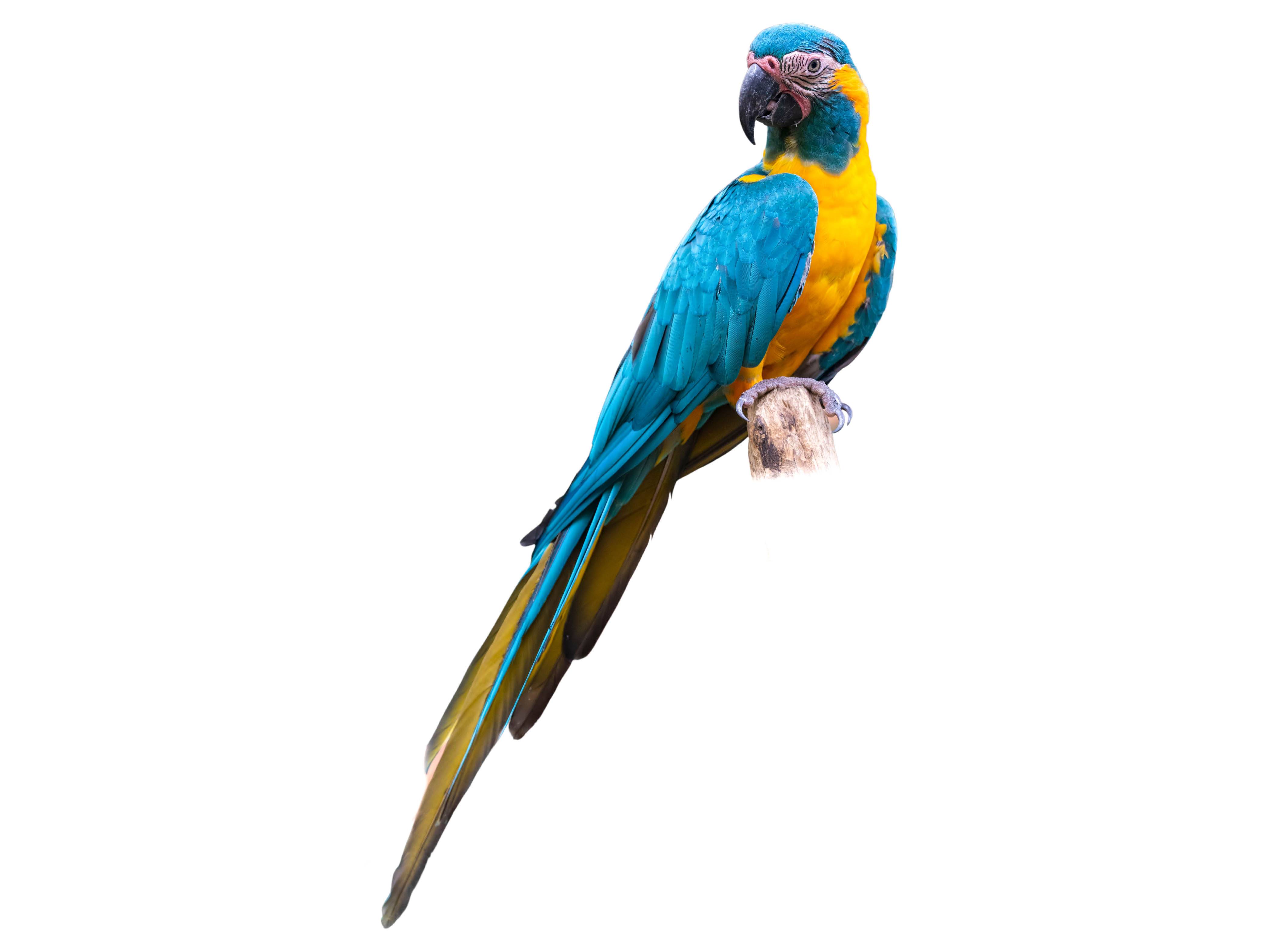 A photo of a Blue-throated Macaw (Ara glaucogularis)