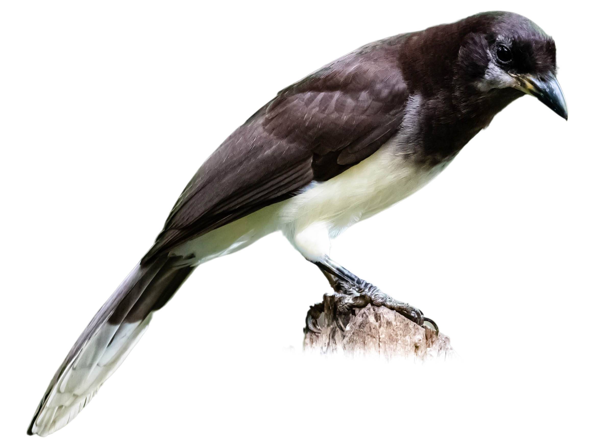 A photo of a Brown Jay (Psilorhinus morio)