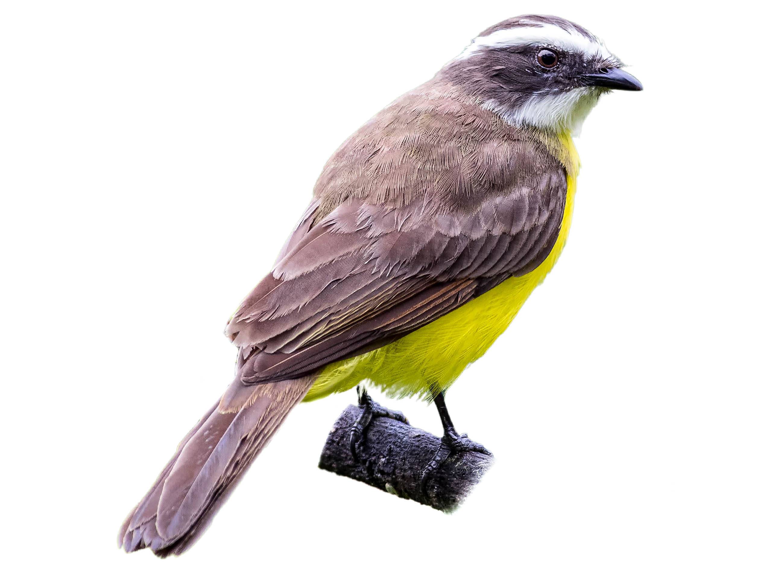 A photo of a Rusty-margined Flycatcher (Myiozetetes cayanensis)