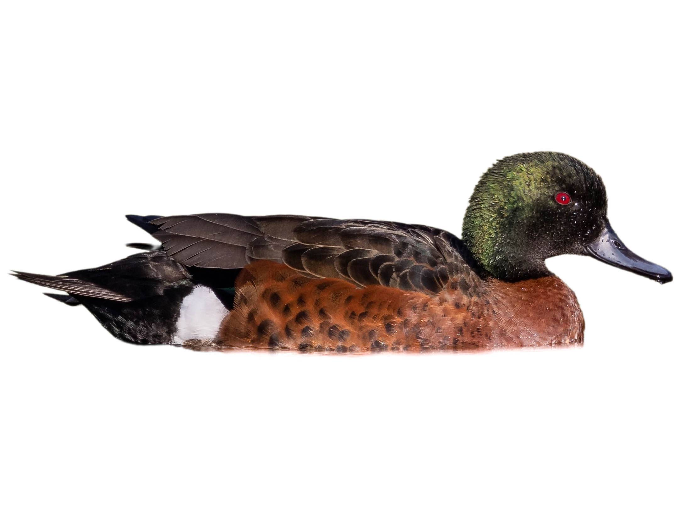 A photo of a Chestnut Teal (Anas castanea), male