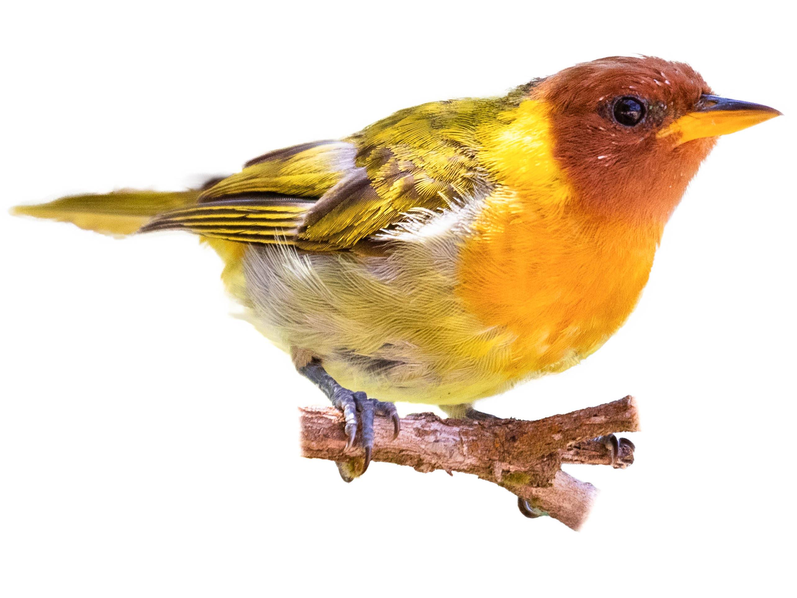 A photo of a Rufous-headed Tanager (Hemithraupis ruficapilla), male