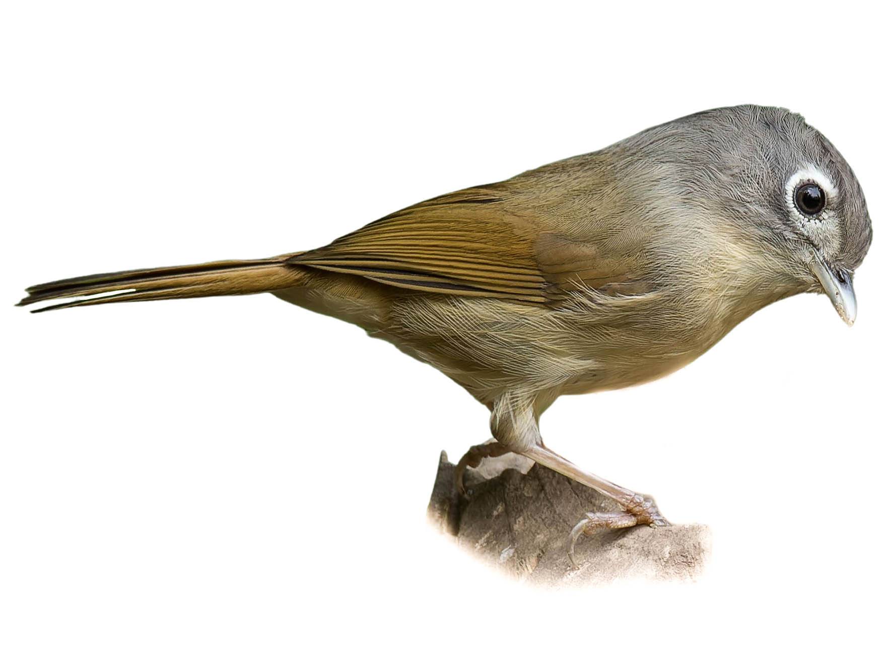 A photo of a Nepal Fulvetta (Alcippe nipalensis)