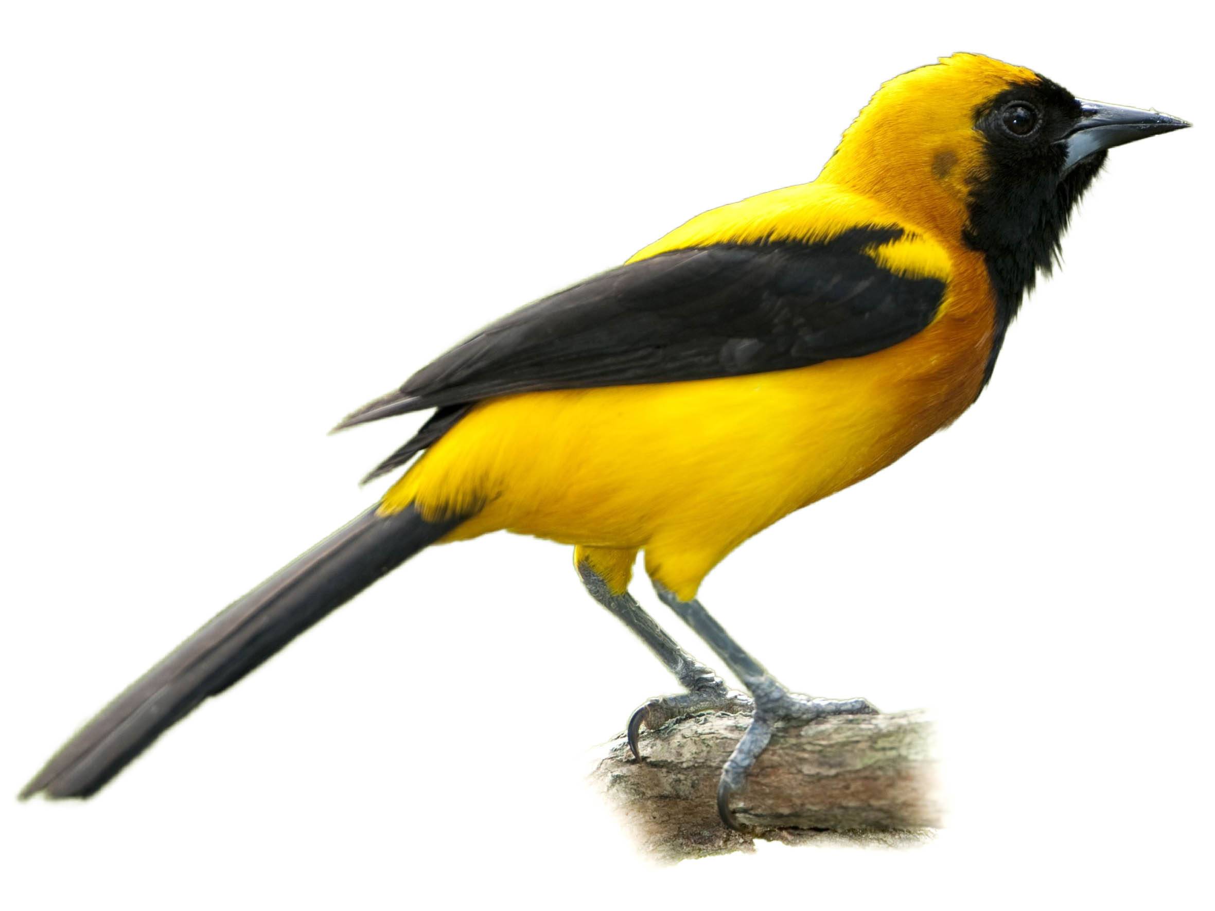 A photo of a Yellow-backed Oriole (Icterus chrysater), male