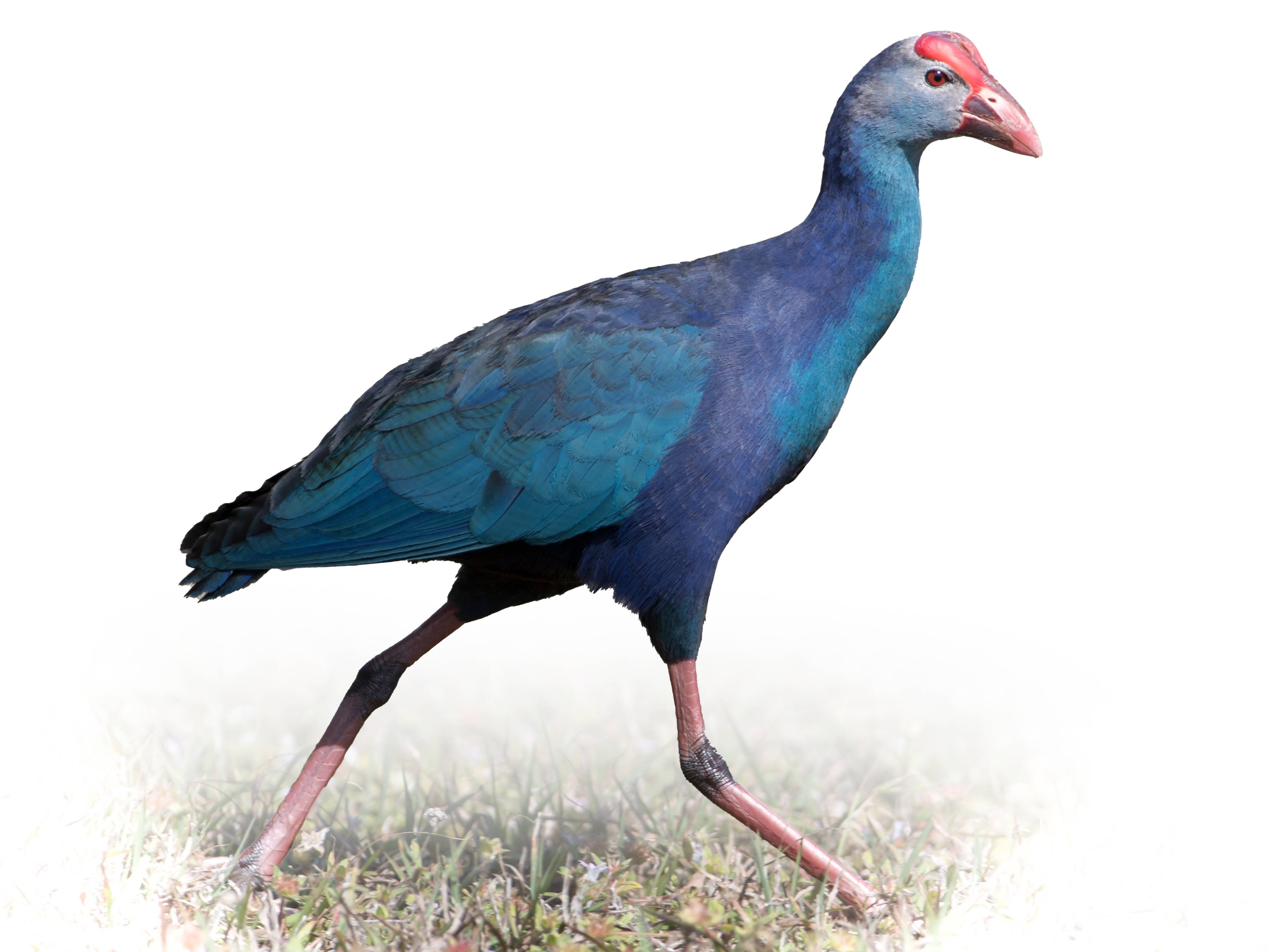 A photo of a Western Swamphen (Porphyrio porphyrio)