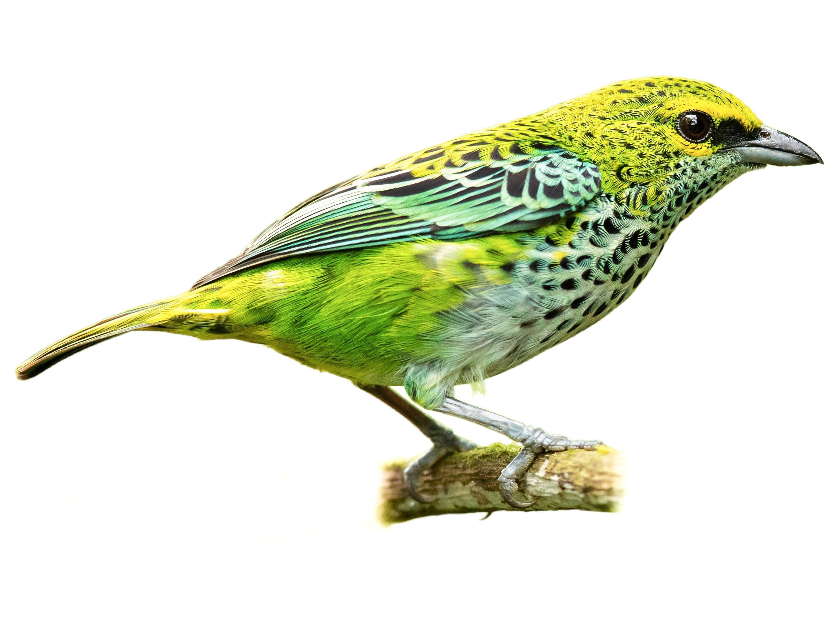 A photo of a Speckled Tanager (Ixothraupis guttata)