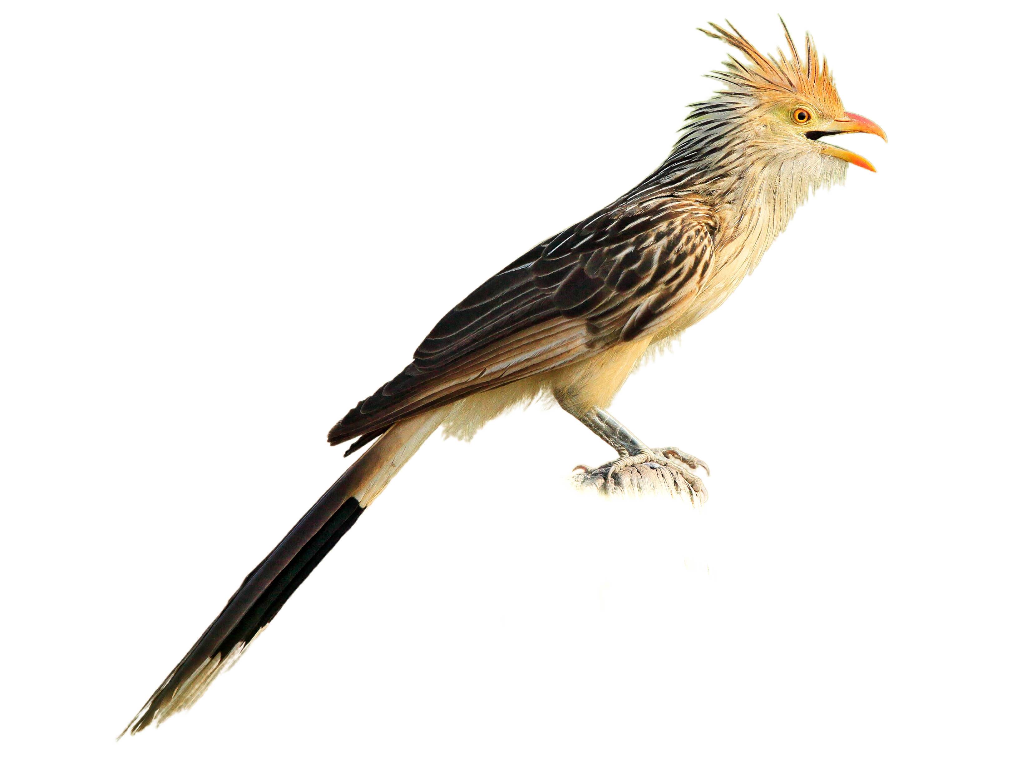A photo of a Guira Cuckoo (Guira guira)
