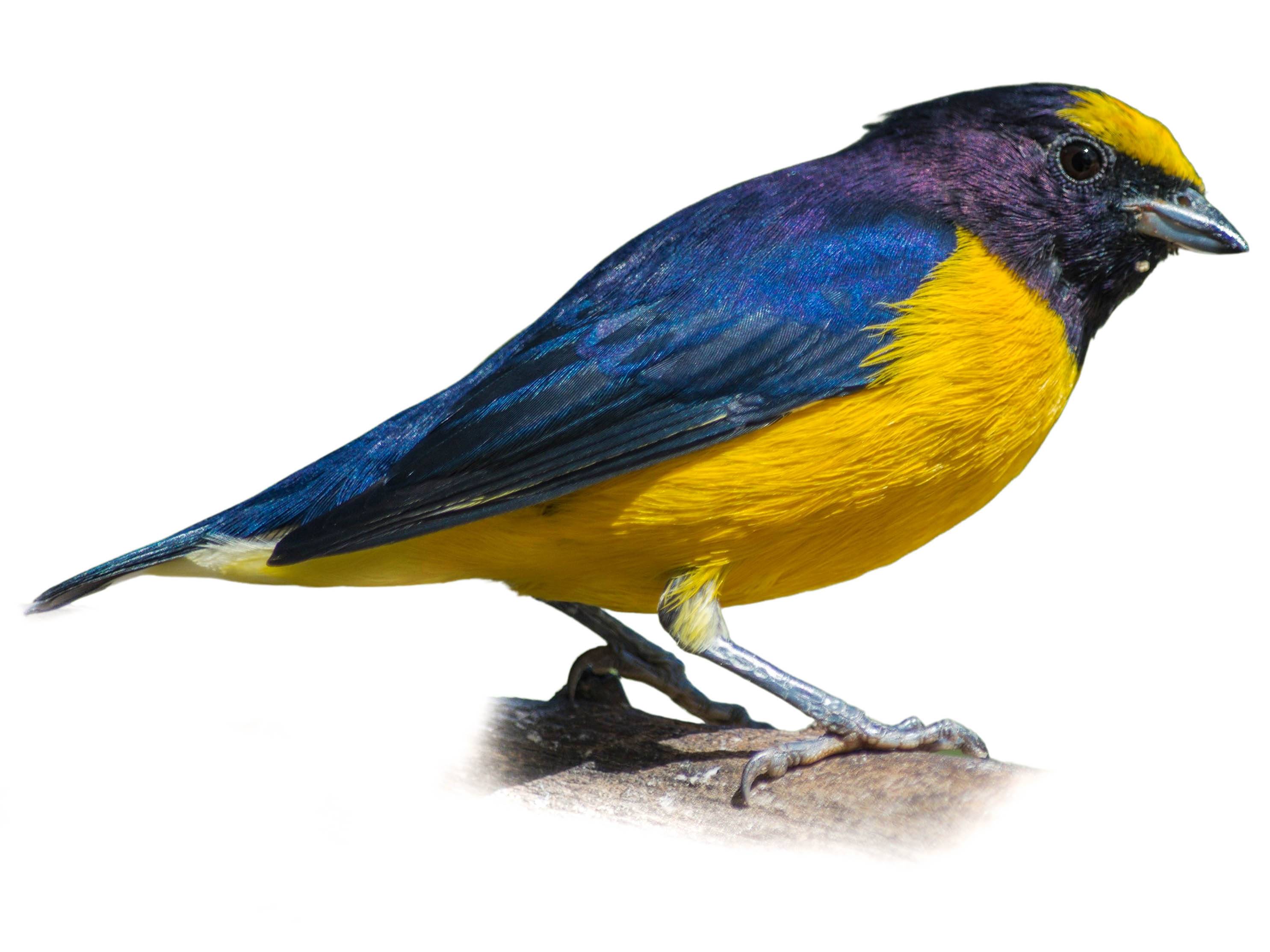 A photo of a Purple-throated Euphonia (Euphonia chlorotica), male