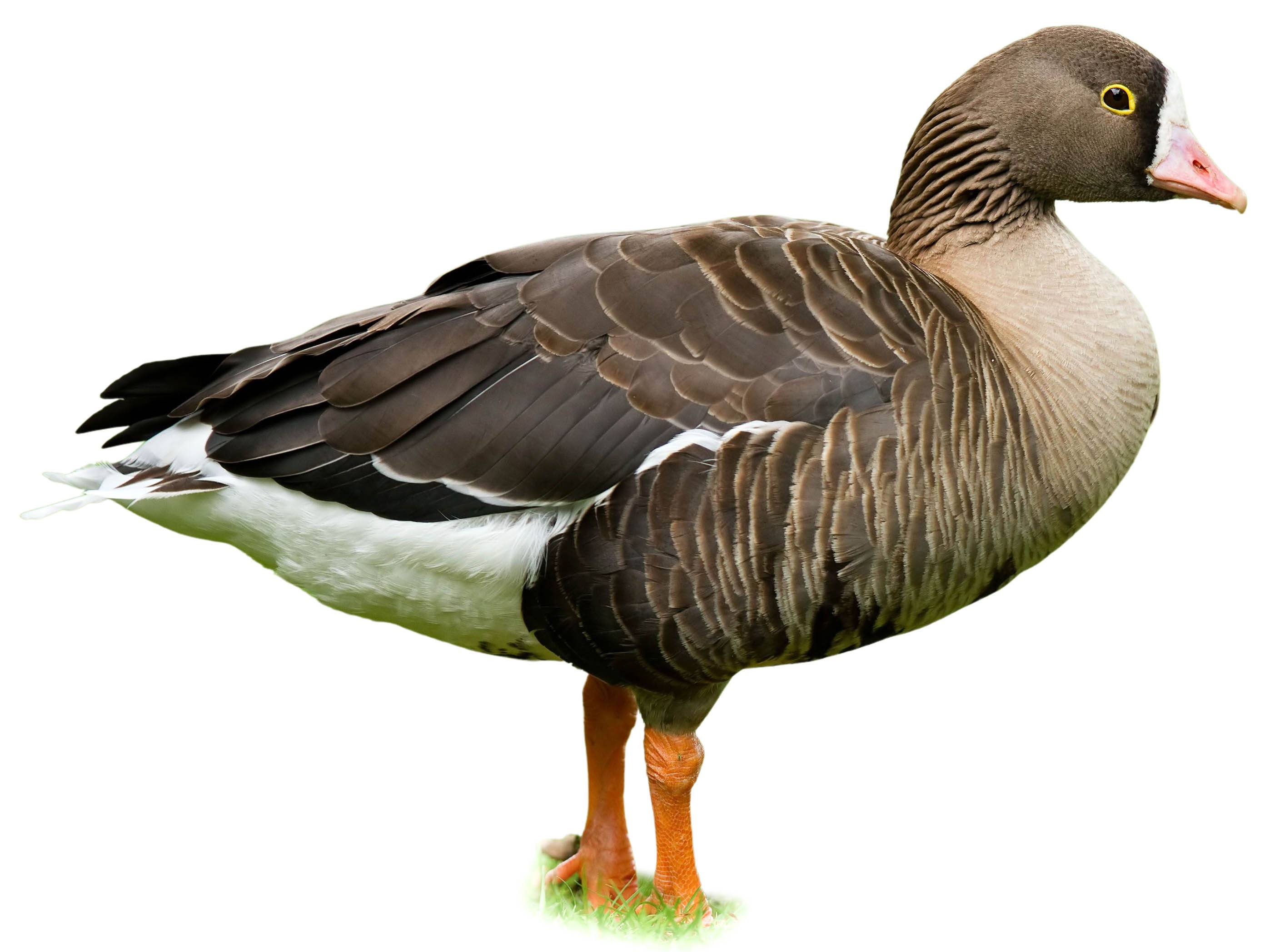 A photo of a Lesser White-fronted Goose (Anser erythropus)