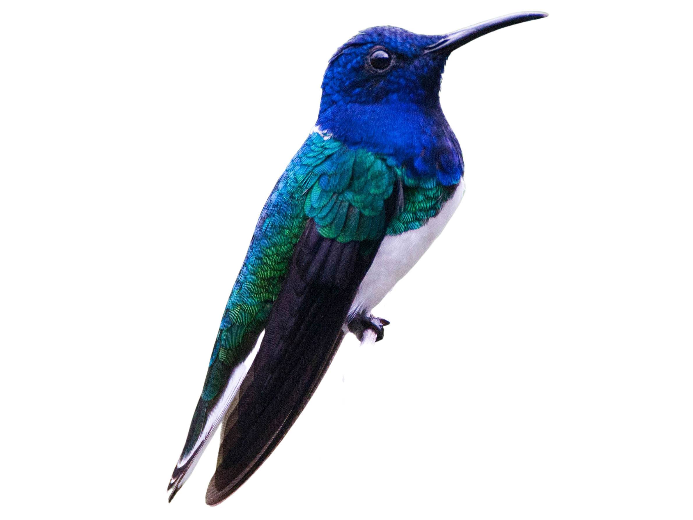 A photo of a White-necked Jacobin (Florisuga mellivora), male