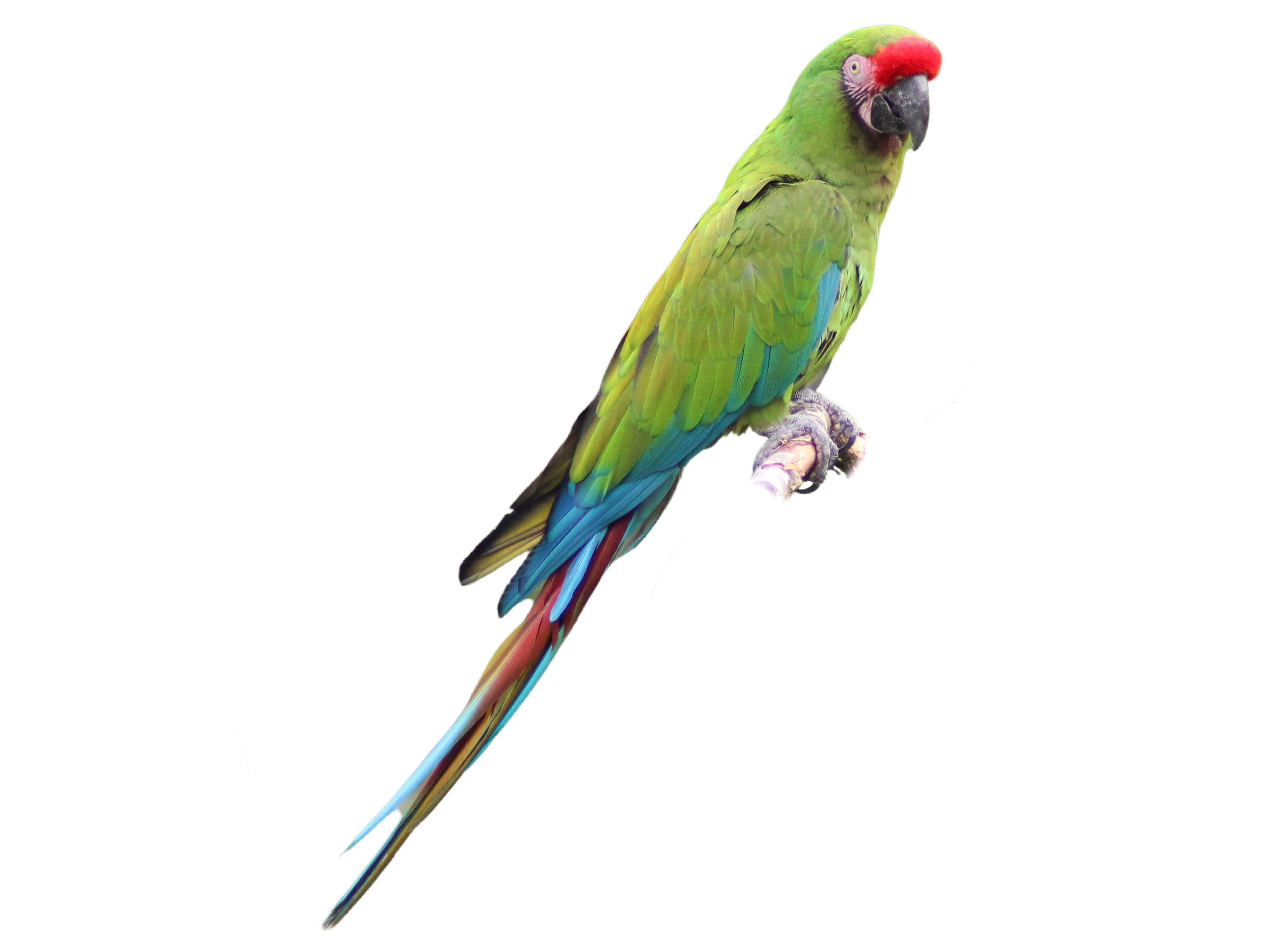 A photo of a Military Macaw (Ara militaris)