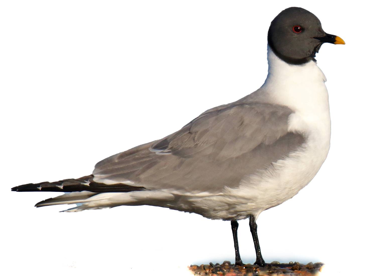 A photo of a Sabine's Gull (Xema sabini)