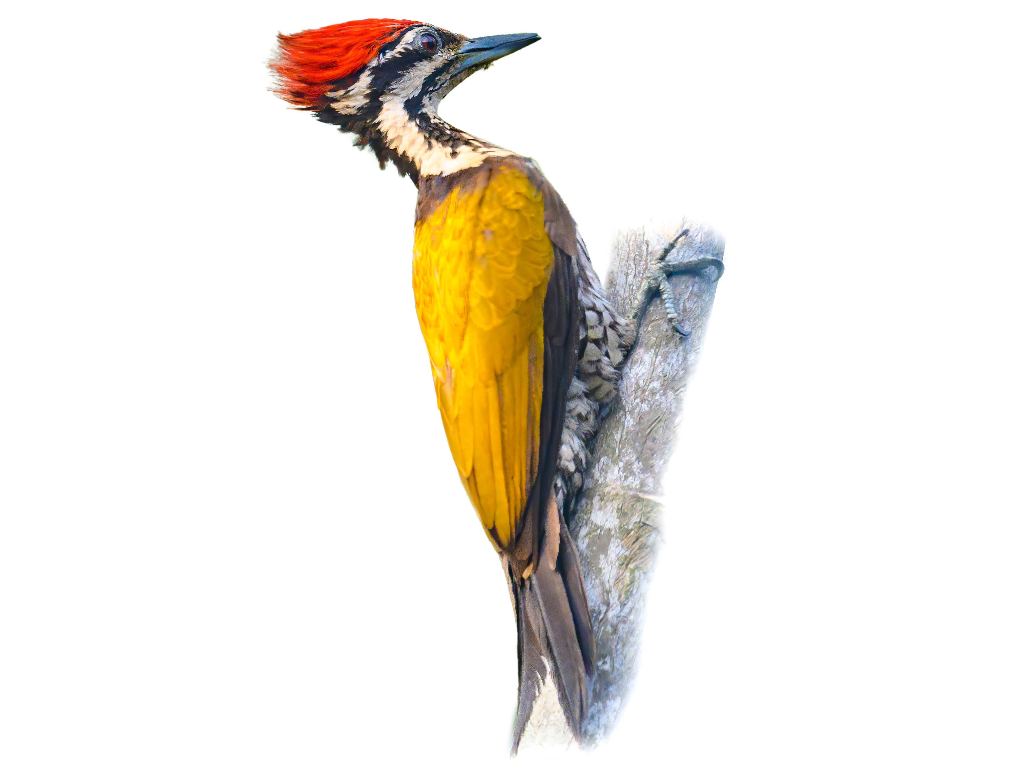 A photo of a Common Flameback (Dinopium javanense), male