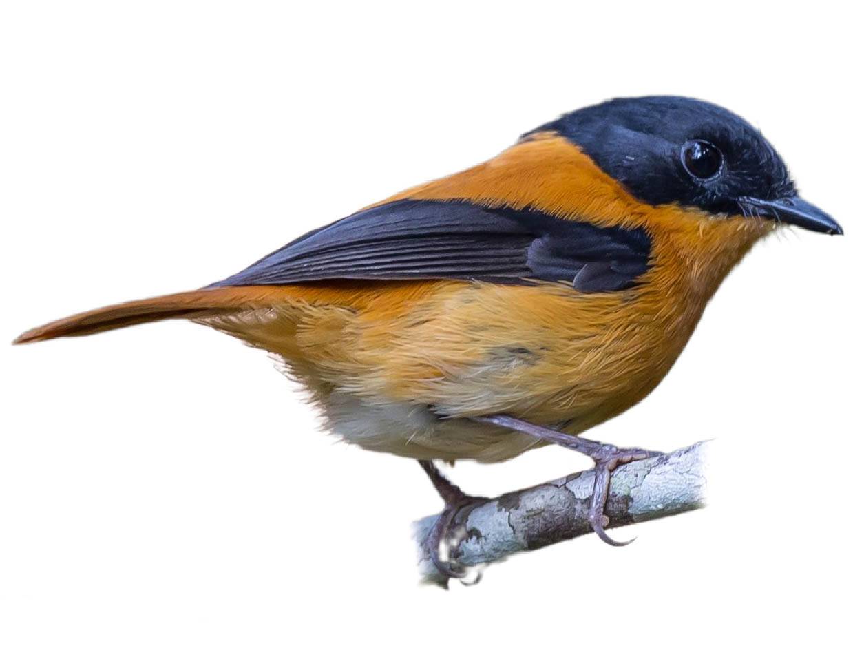 A photo of a Black-and-orange Flycatcher (Ficedula nigrorufa), male