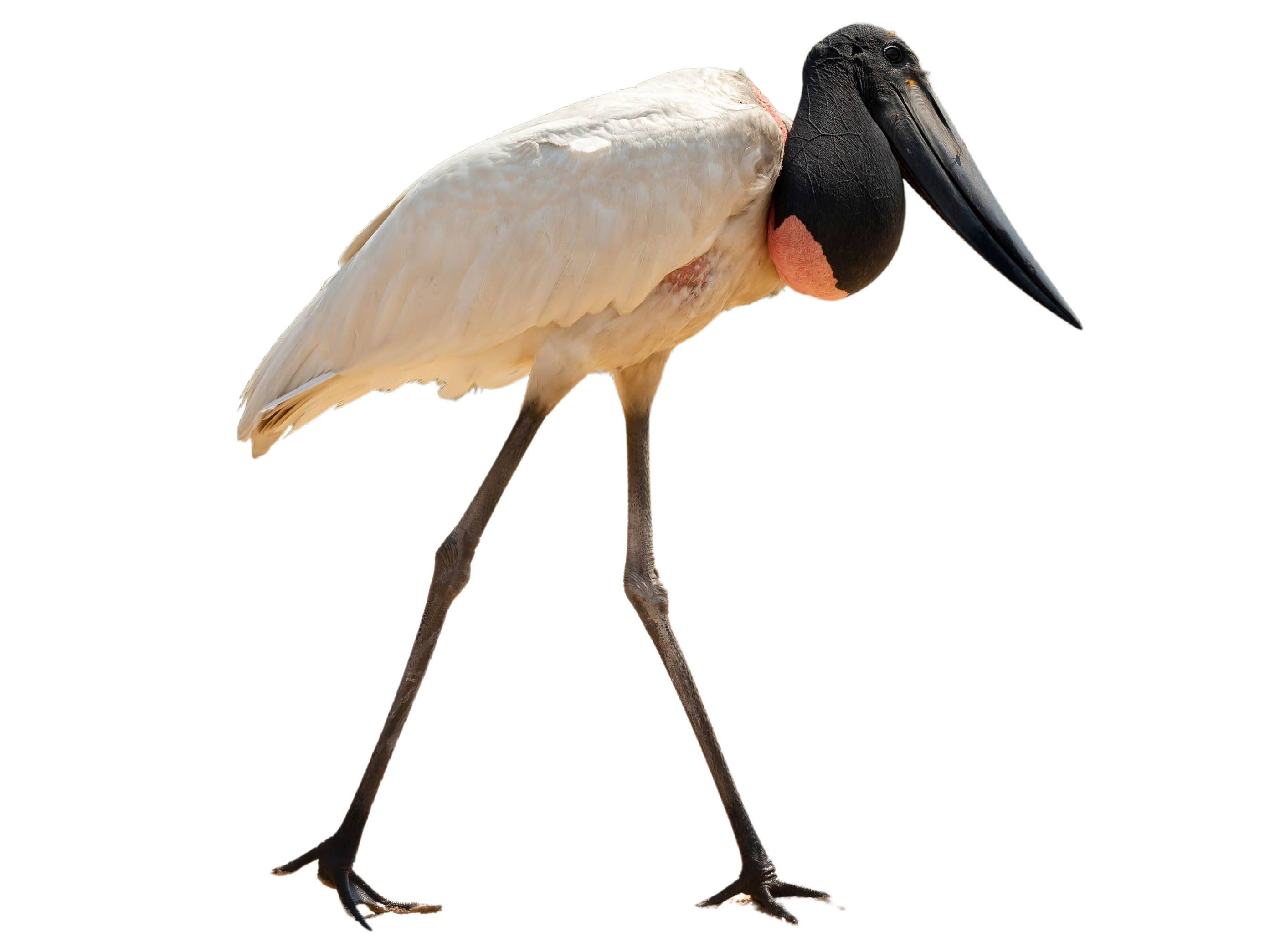 A photo of a Jabiru (Jabiru mycteria)