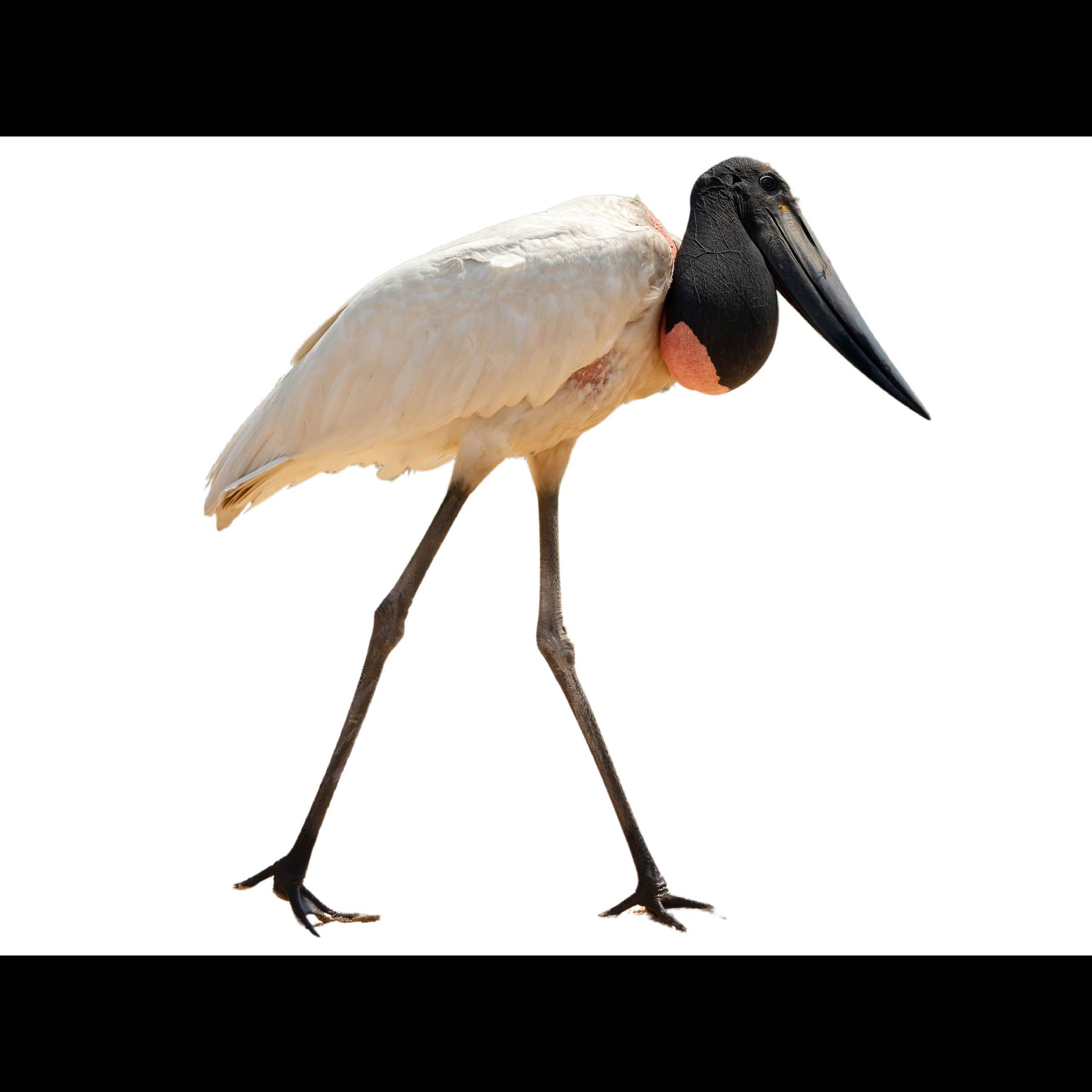 Jaru Insect Jabiru (Jabiru mycteria) identification - Birda