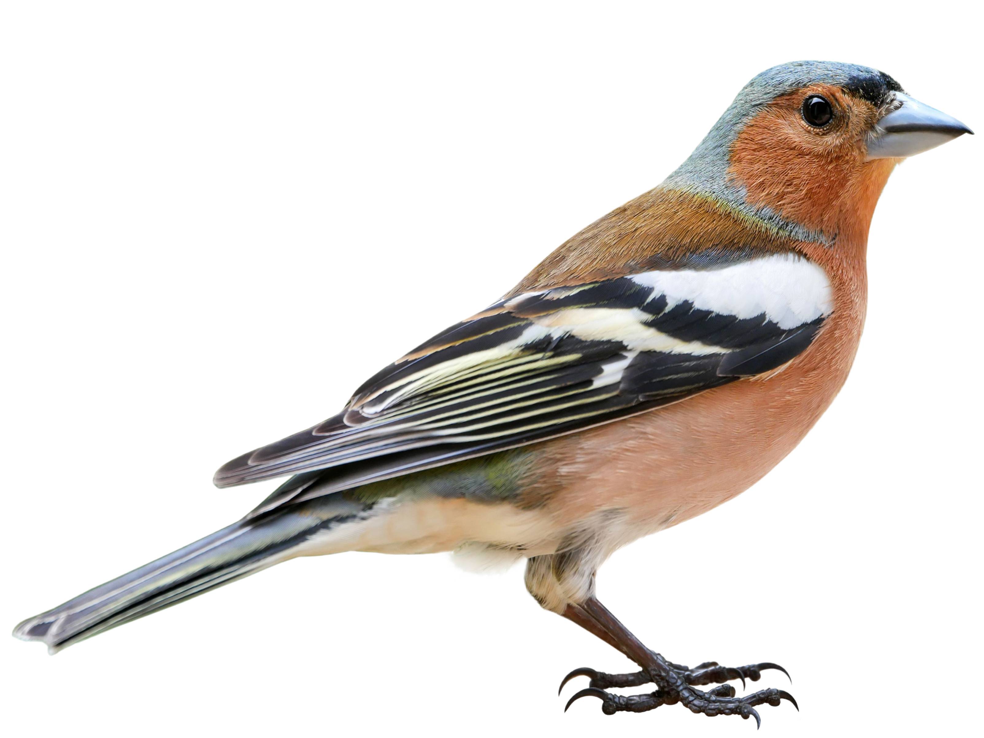 A photo of a Common Chaffinch (Fringilla coelebs), male