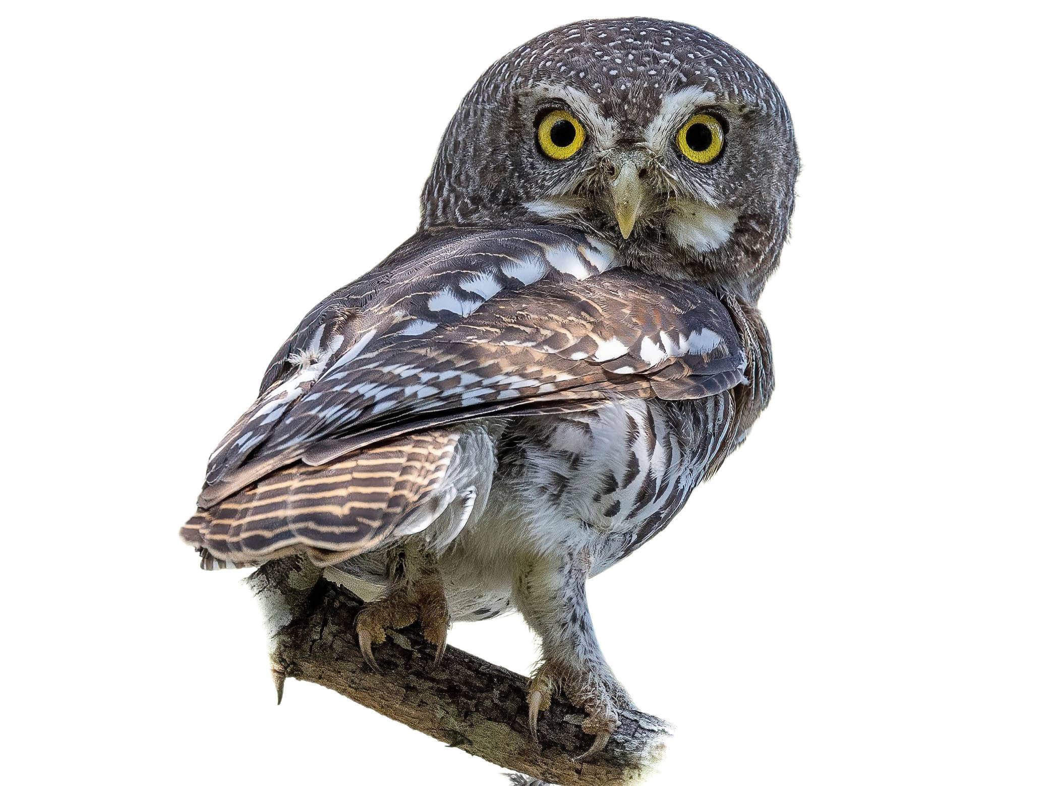 A photo of a African Barred Owlet (Glaucidium capense)