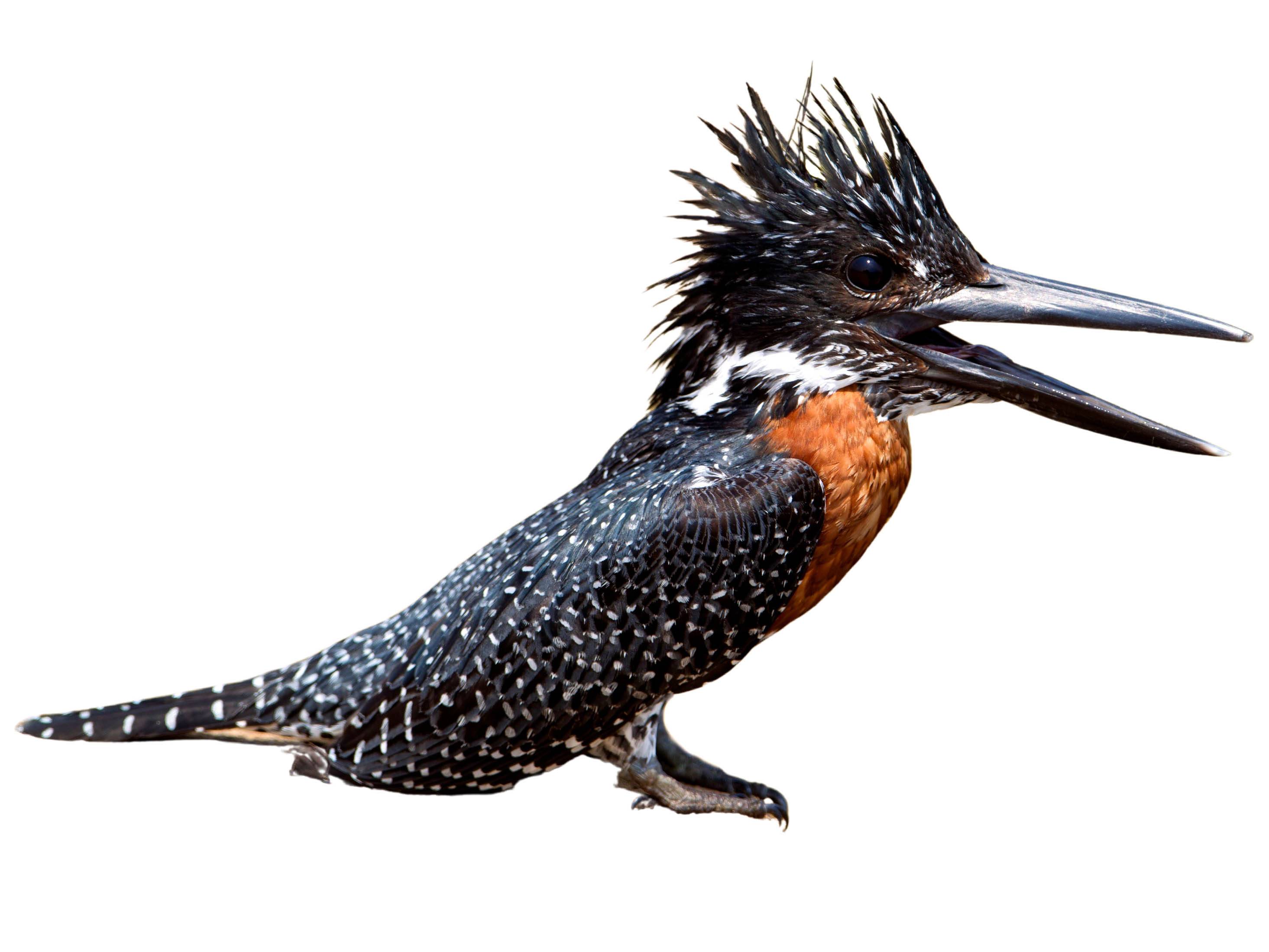 A photo of a Giant Kingfisher (Megaceryle maxima), male